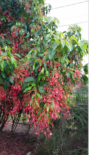 Baeckea Virgata Miniature (dwarf) flowering.