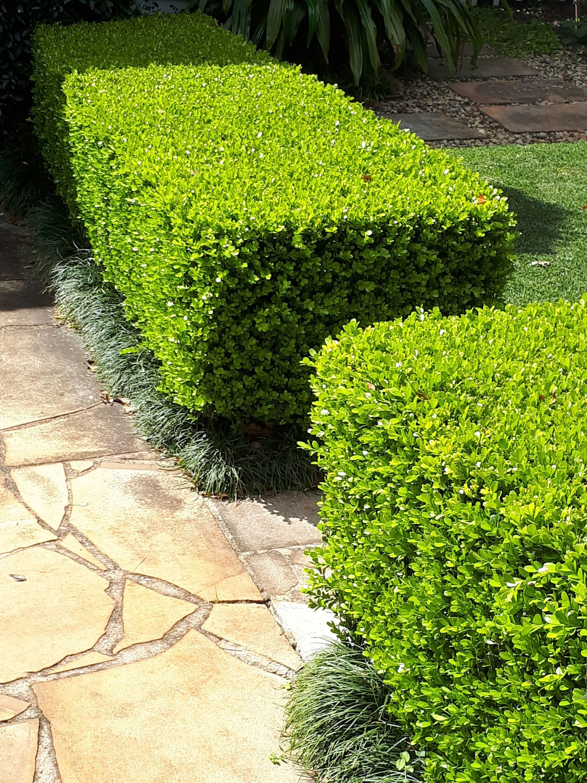 Baeckea Virgata Miniature (dwarf) in a landscaped home garden