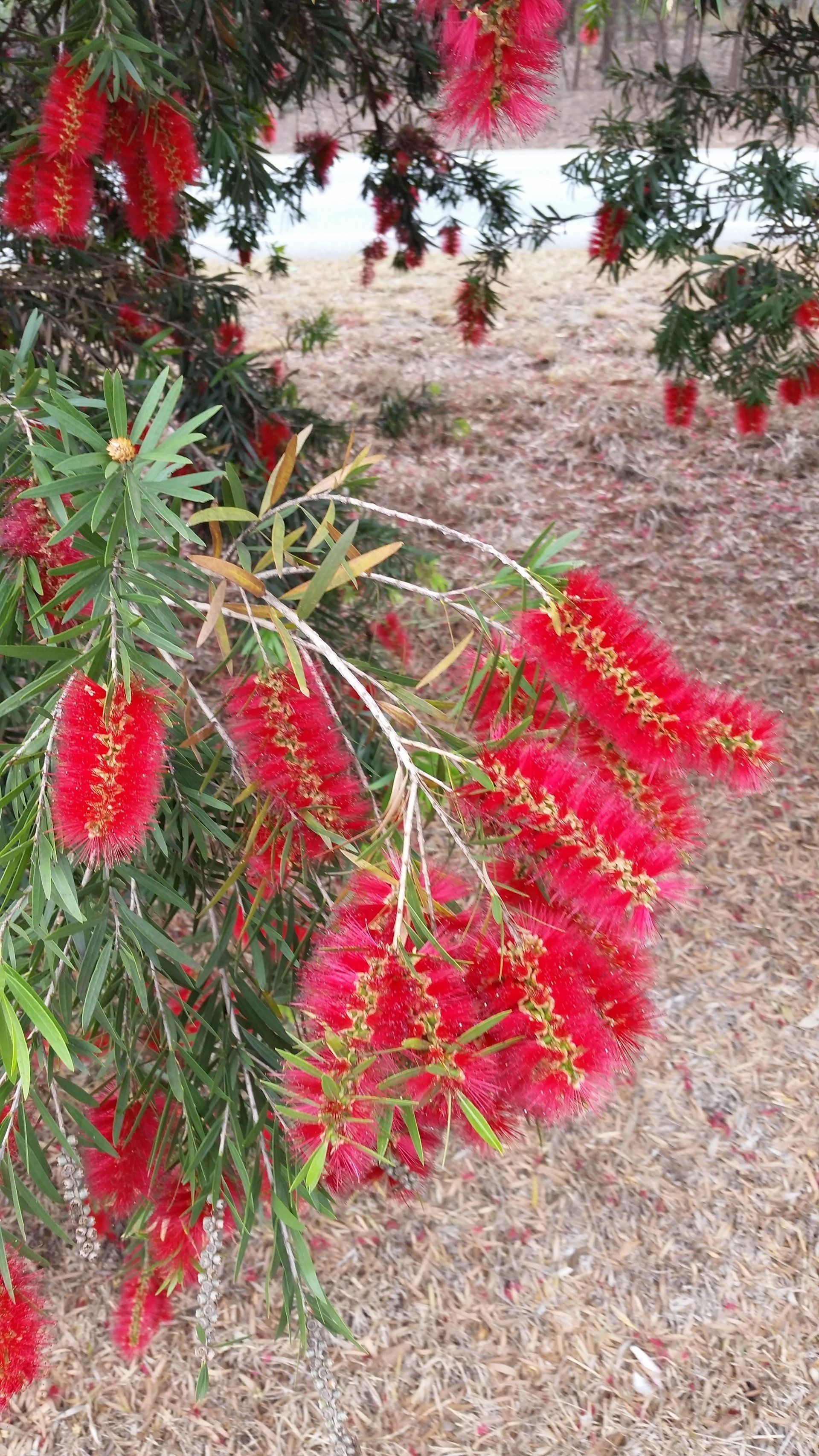 Callistemon Kings Park Special flowers