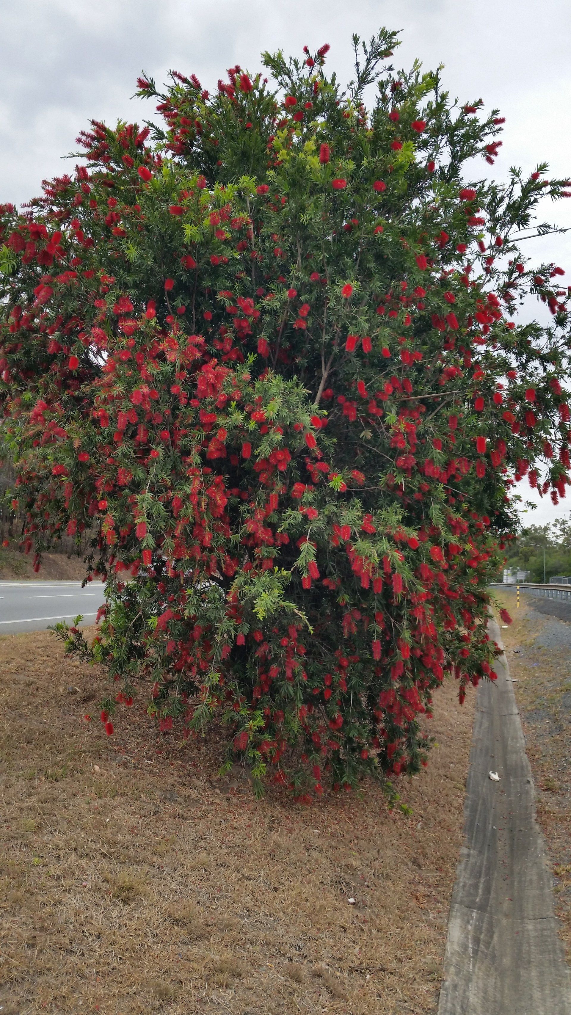 Callistemon Kings Park Special Bottle brush whole tree