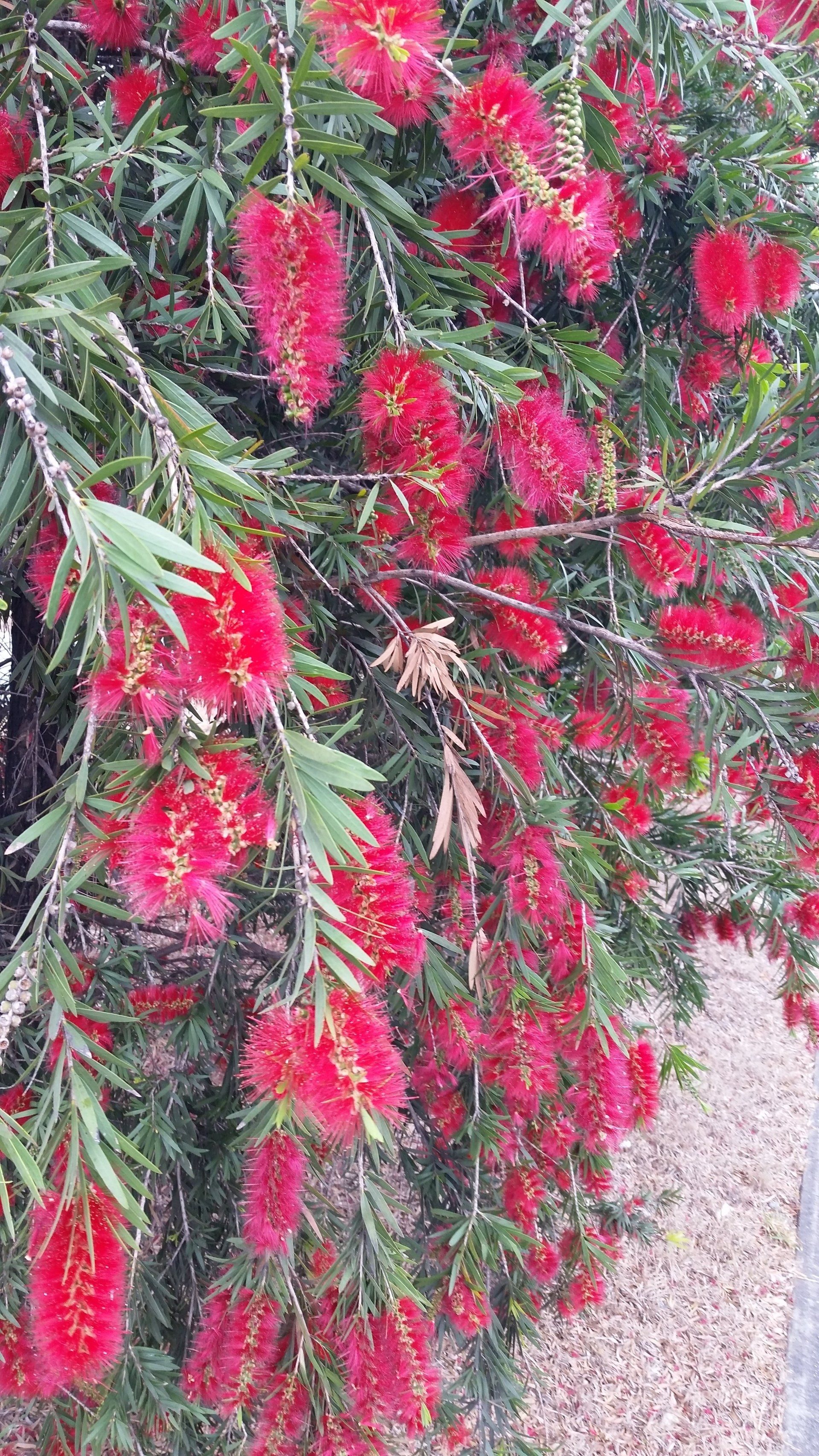 Callistemon Kings Park Special Bottle brush flowering