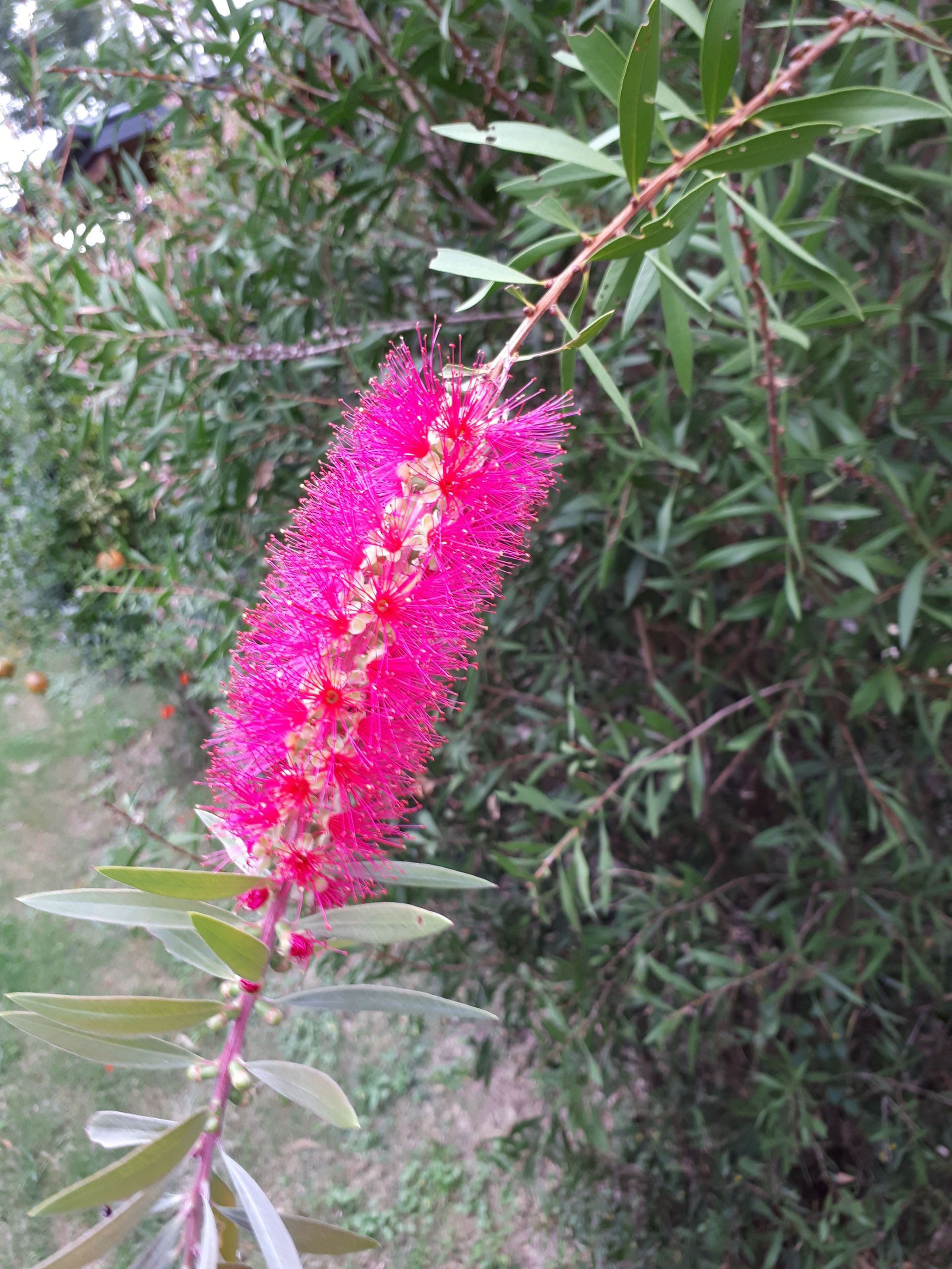 Callistemon Taree Pink