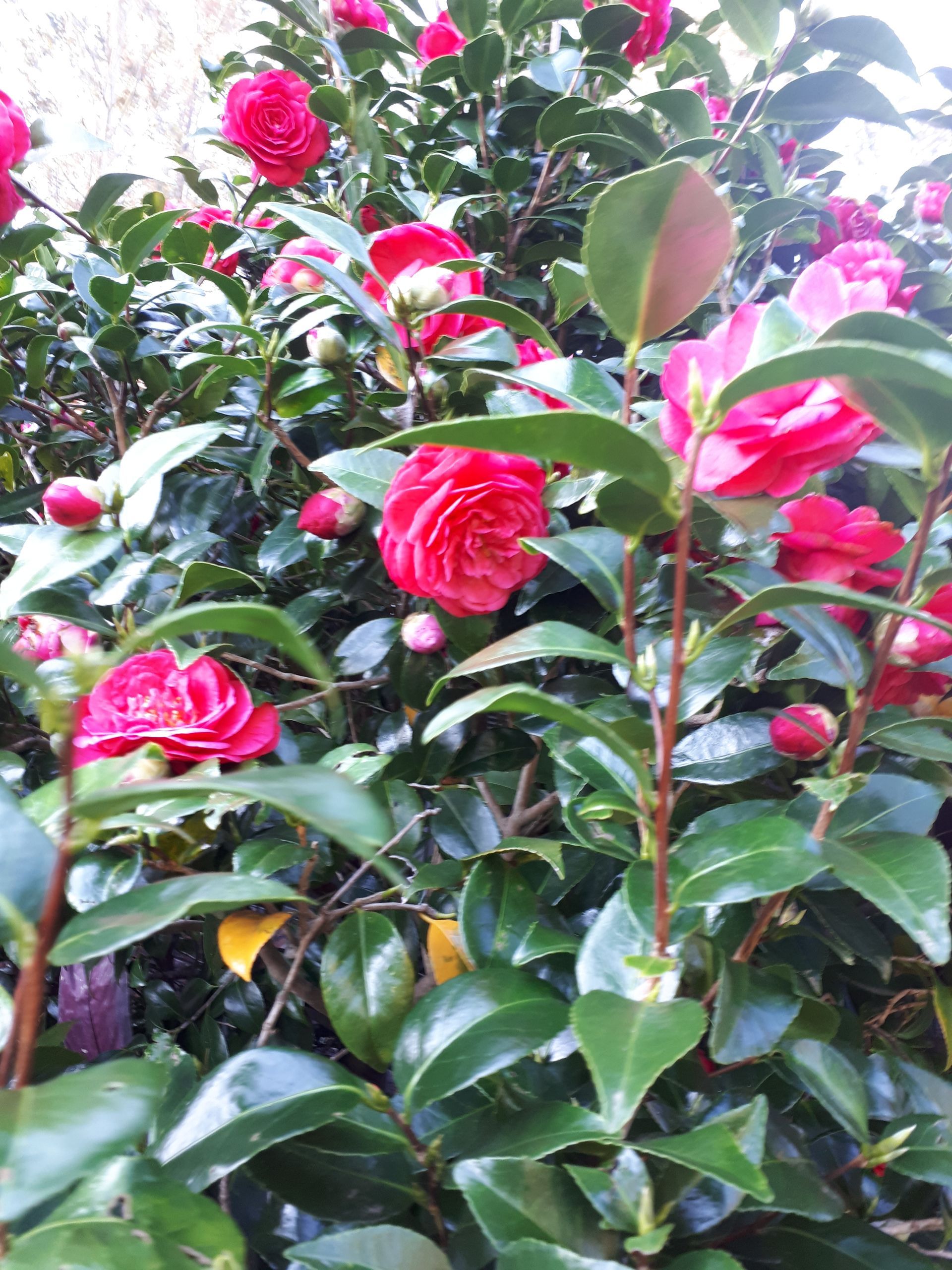 Camellia Sasanqua