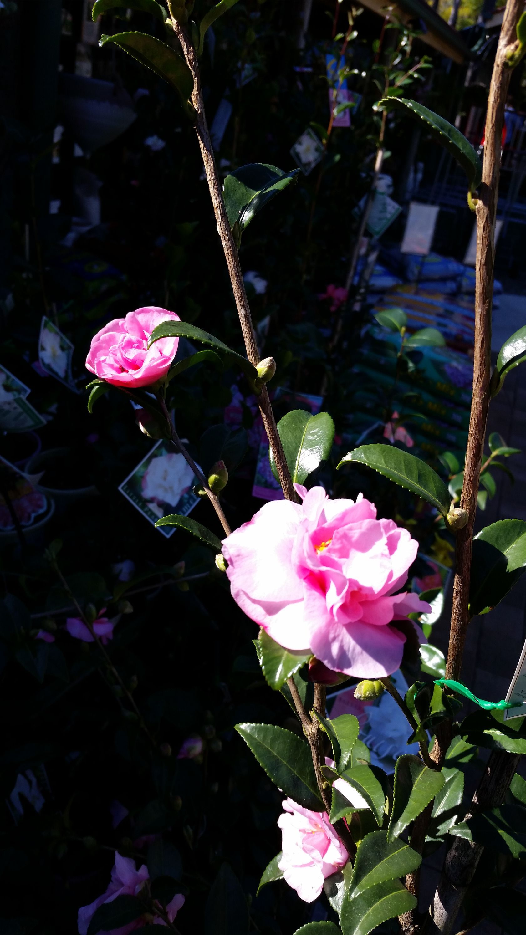 Baeckea Virgata Miniature (dwarf) flowering.