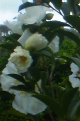 Baeckea Virgata Miniature (dwarf) in a landscaped home garden