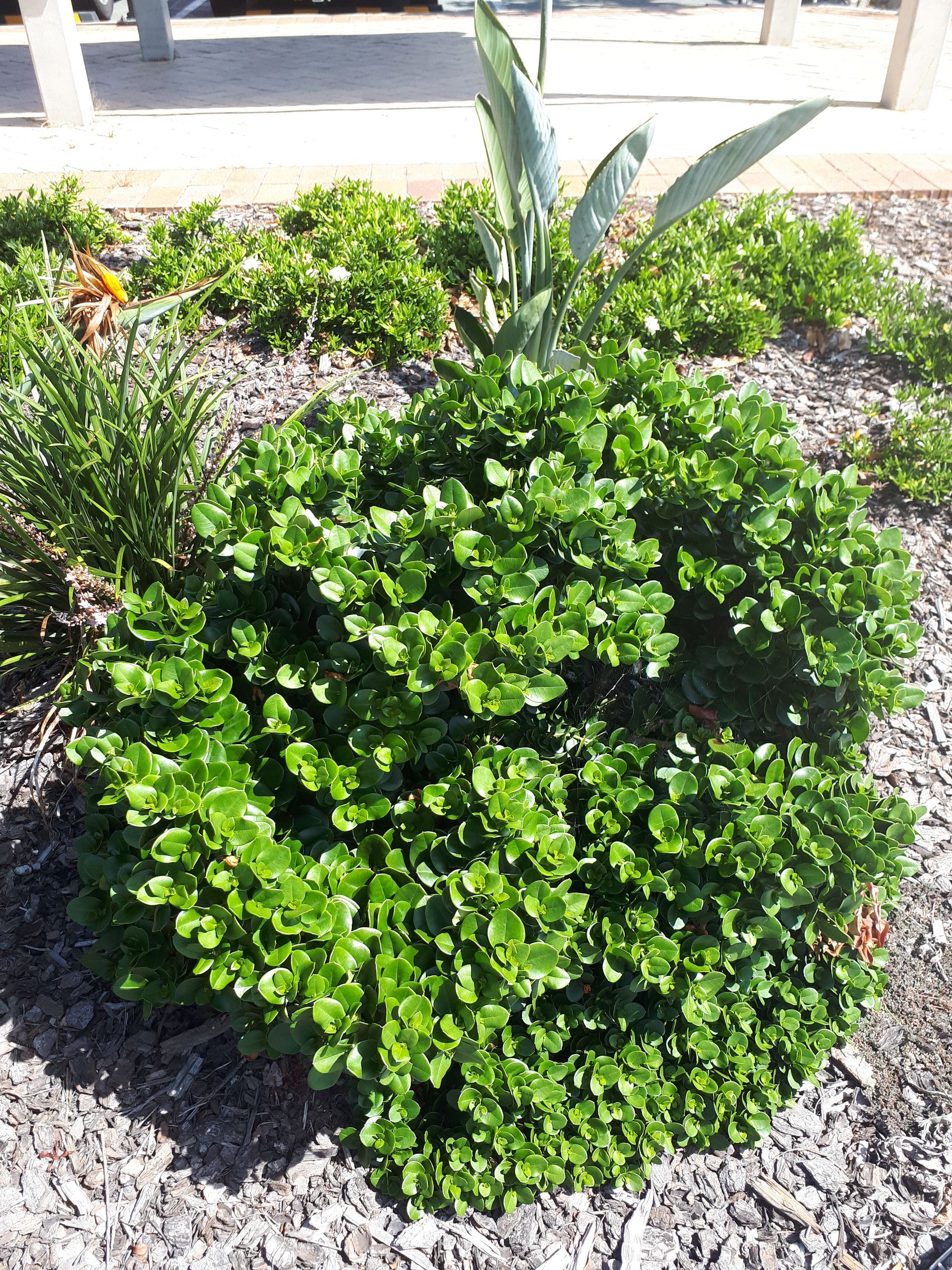 Baeckea Virgata Miniature (dwarf) flowering.