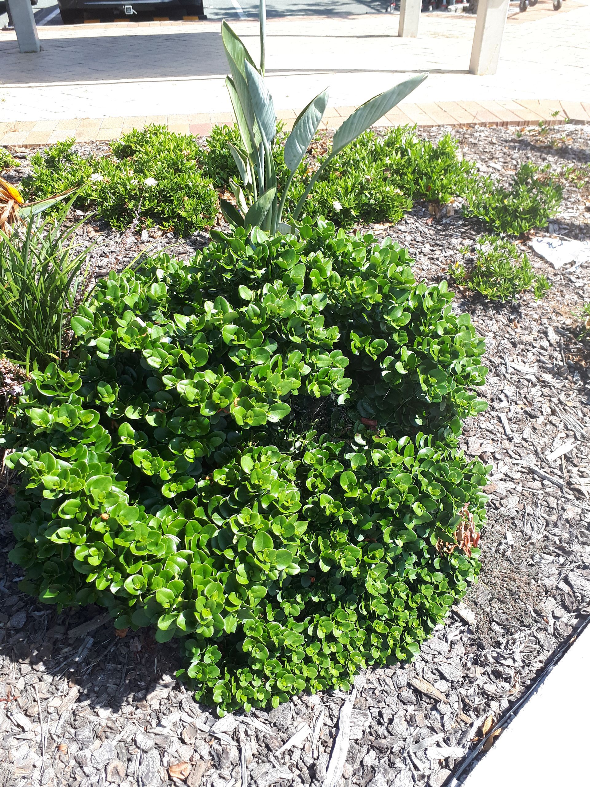 Baeckea Virgata Miniature (dwarf) in a landscaped home garden