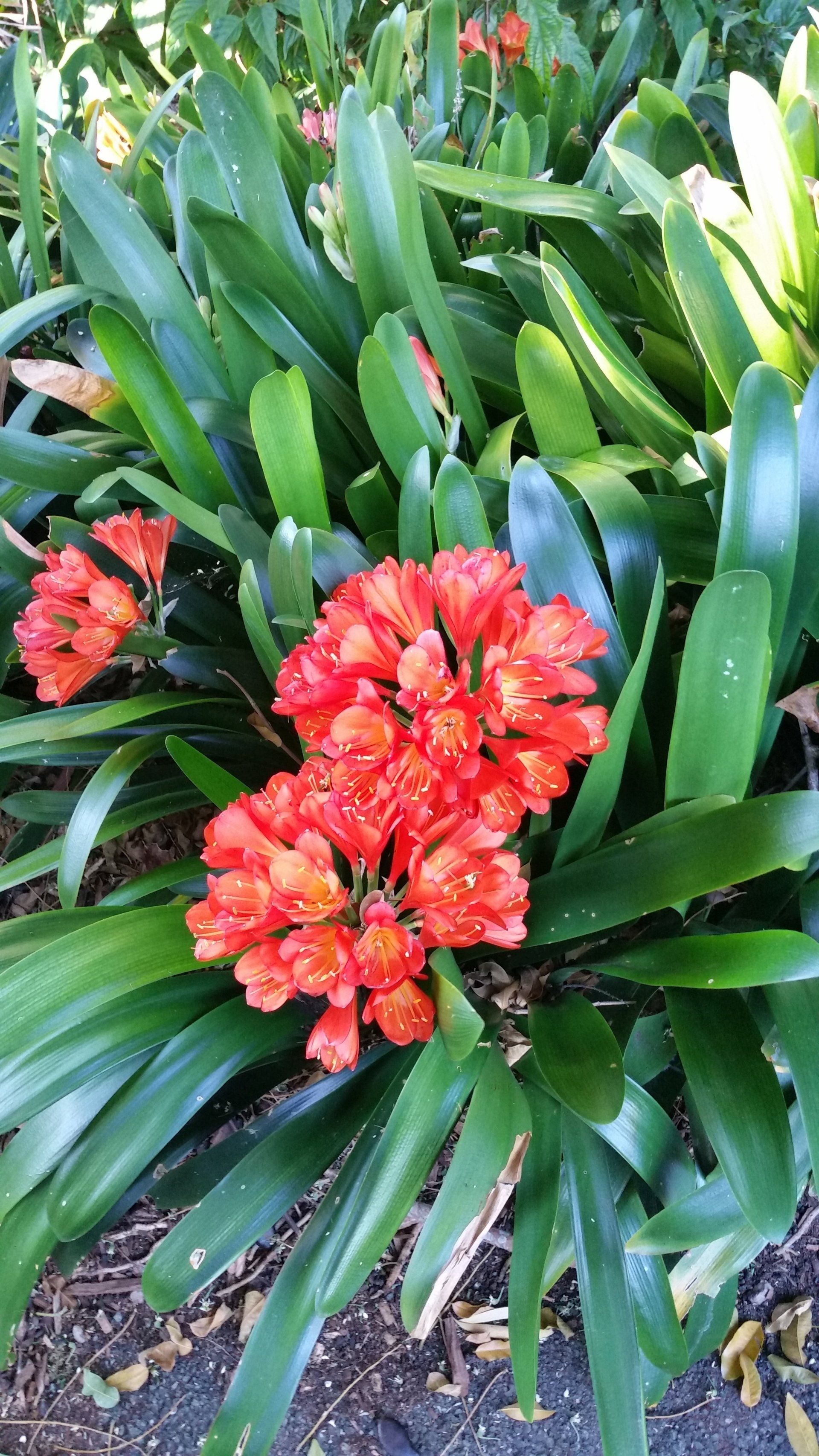 Clivia Miniata with Orange Flowers