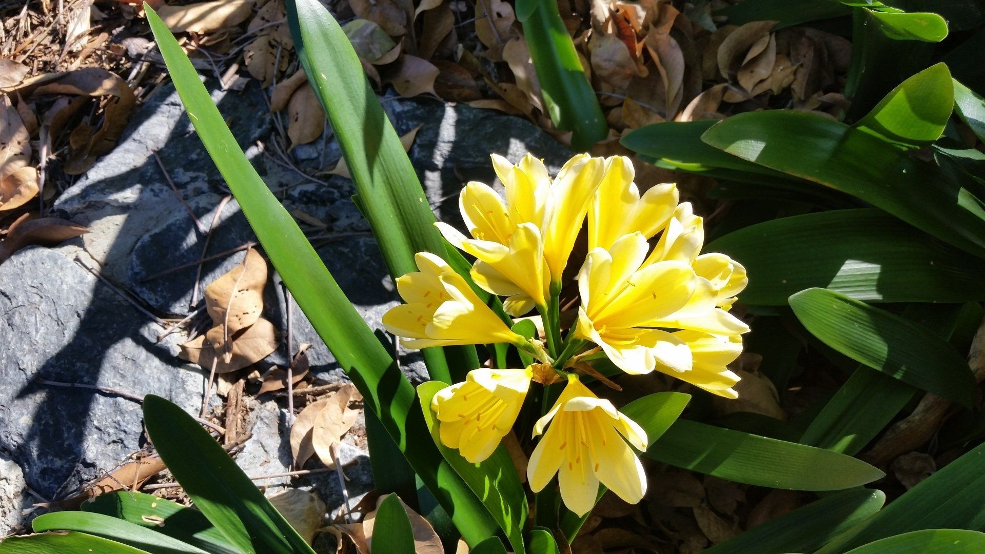 Clivia Miniata Yellow