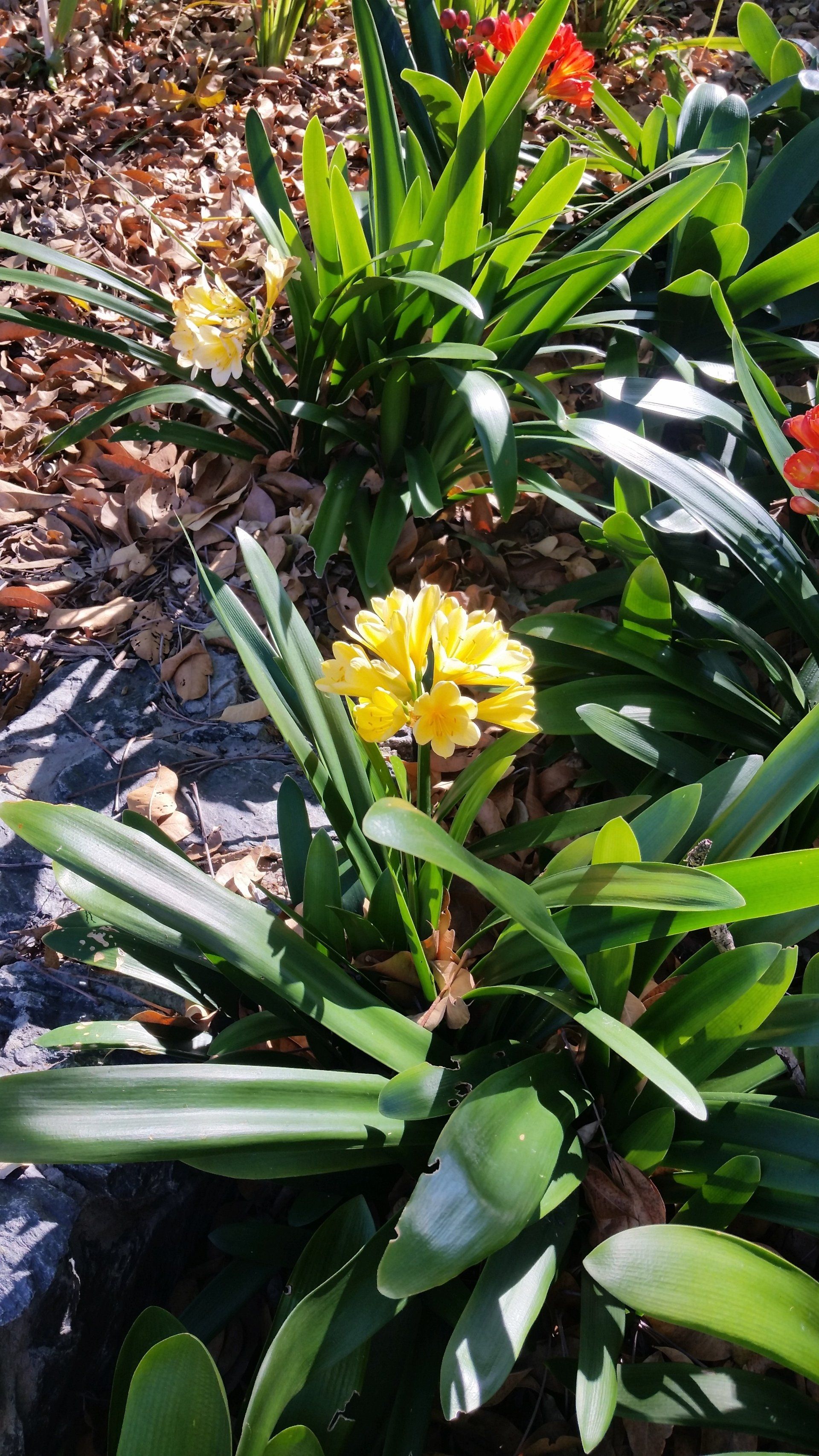 Clivia Miniata Yellow in a home backyard