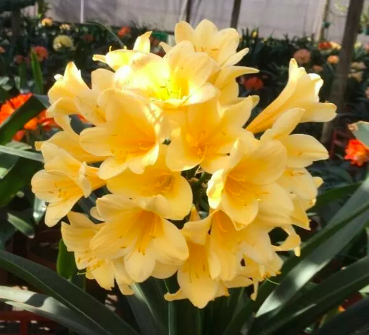 Clivia Miniata Yellow flowering in a garden