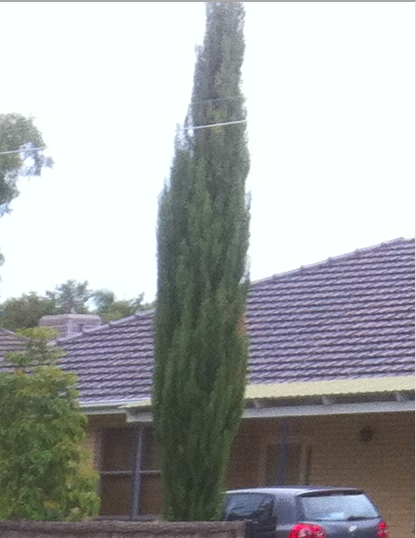 Cupressus Glauca