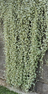 Baeckea Virgata Miniature (dwarf) in a pot plant