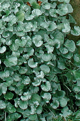 Dichondra Silver Falls