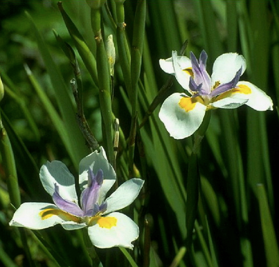 Baeckea Virgata Miniature (dwarf) flowering.