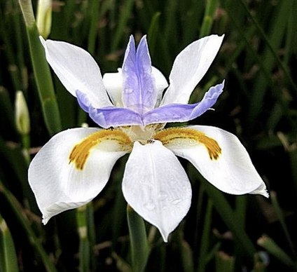 Baeckea Virgata Miniature (dwarf) in a landscaped home garden