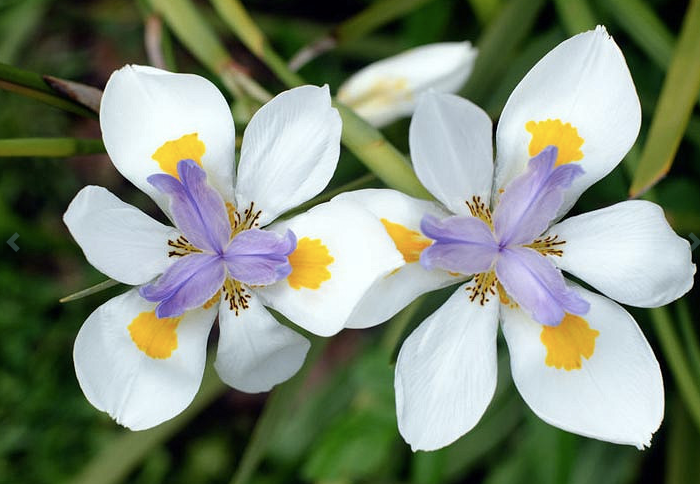 Dietes Iridioides
