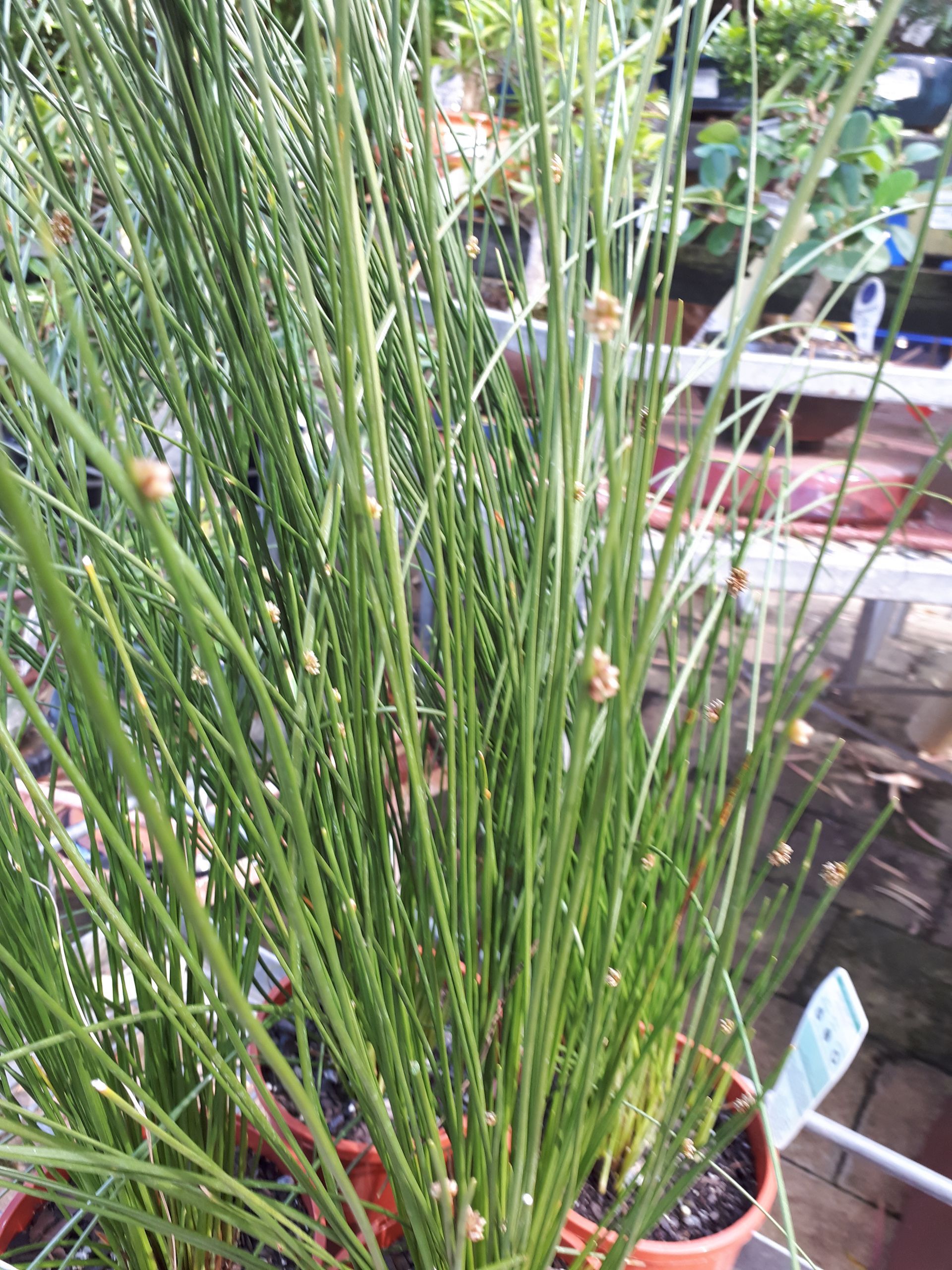 Baeckea Virgata Miniature (dwarf) in a pot plant