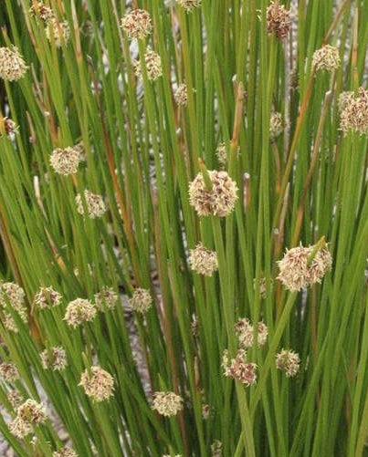 Baeckea Virgata Miniature (dwarf) in a landscaped home garden