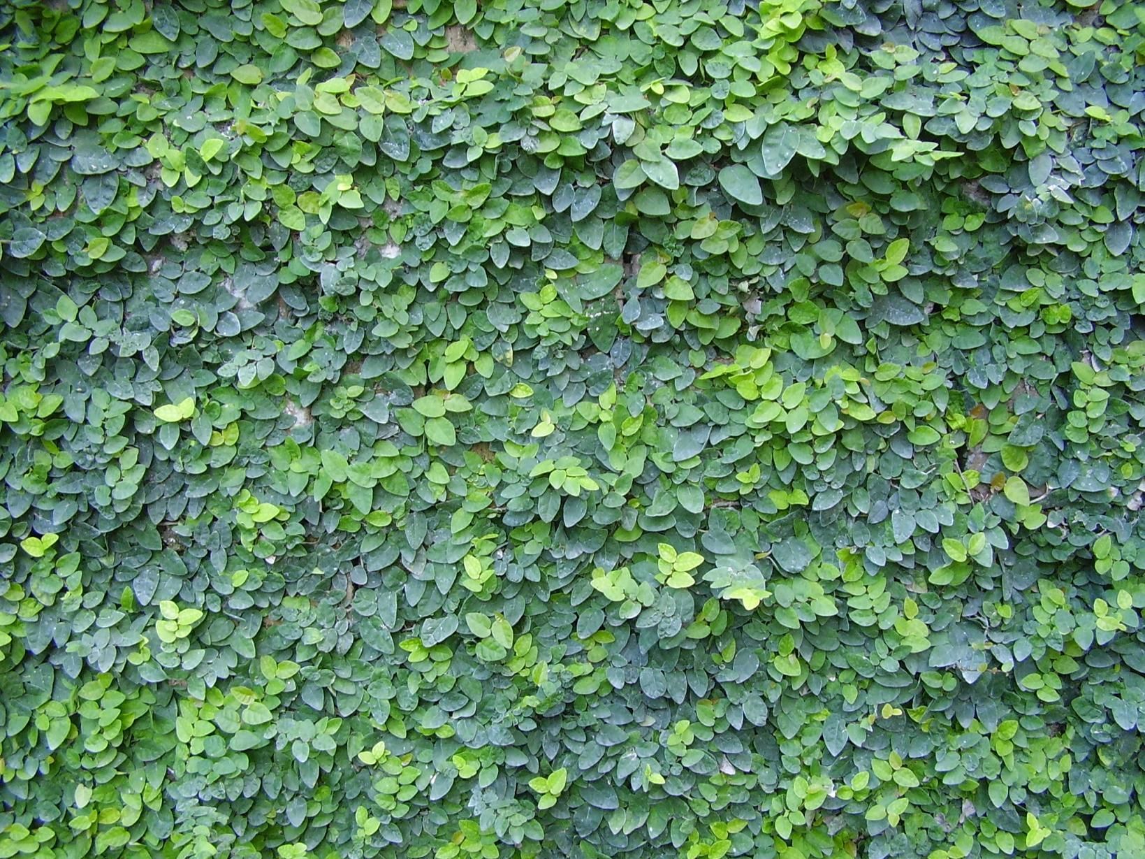 Baeckea Virgata Miniature (dwarf) in a landscaped home garden