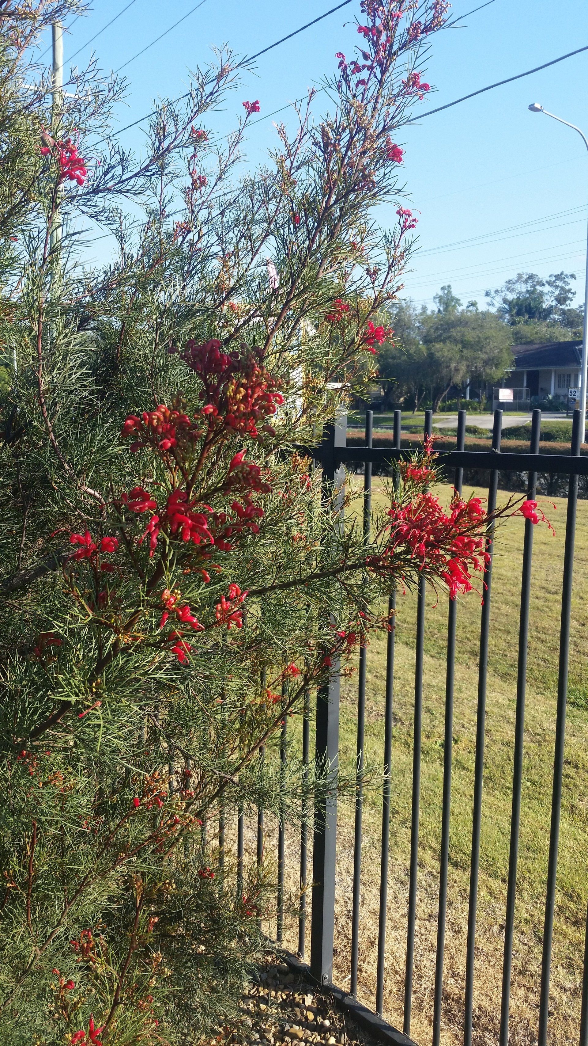 Grevillea Bon Accord (johnsonii x wilsonii) growing outside