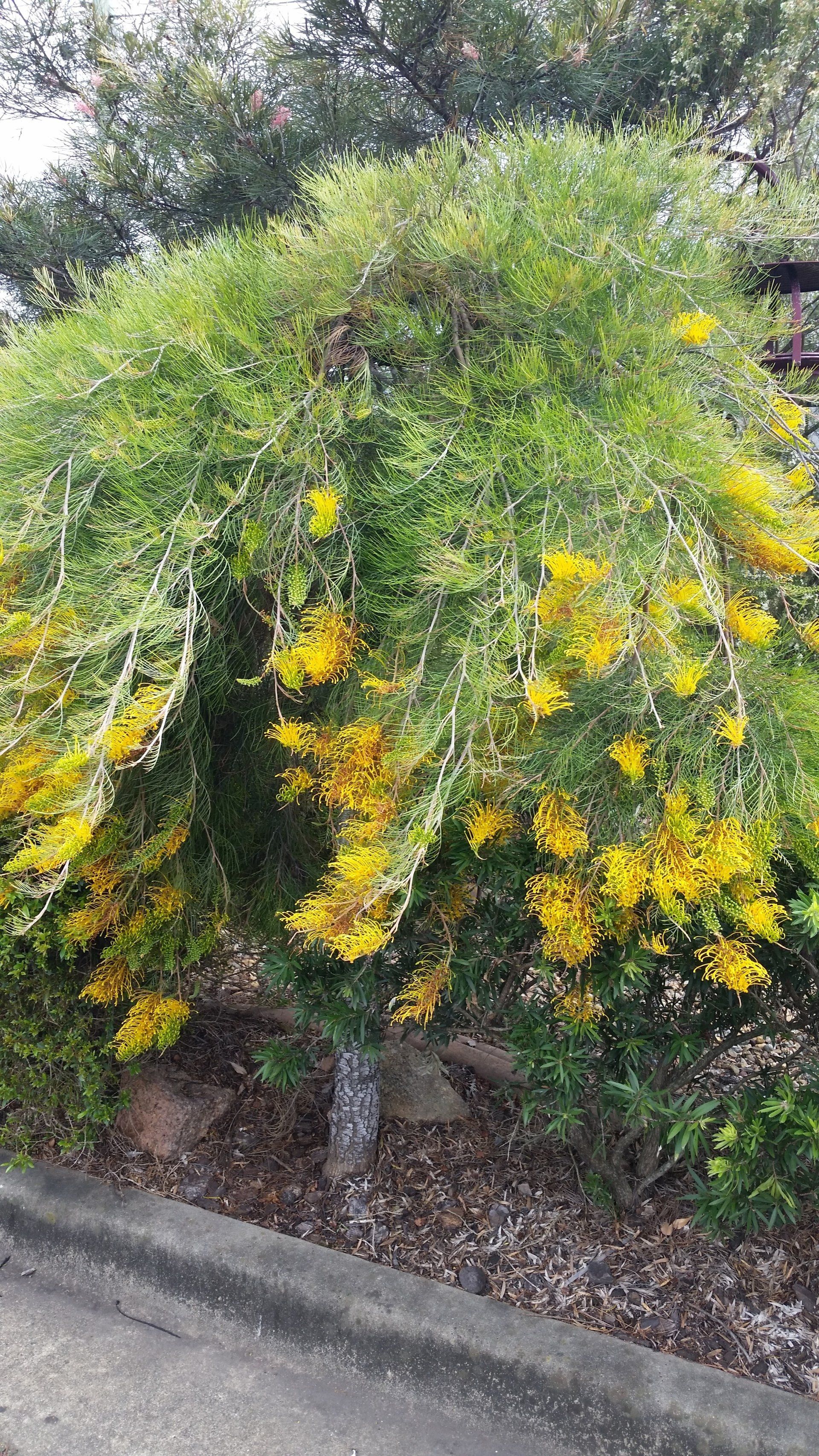 Baeckea Virgata Miniature (dwarf) flowering.