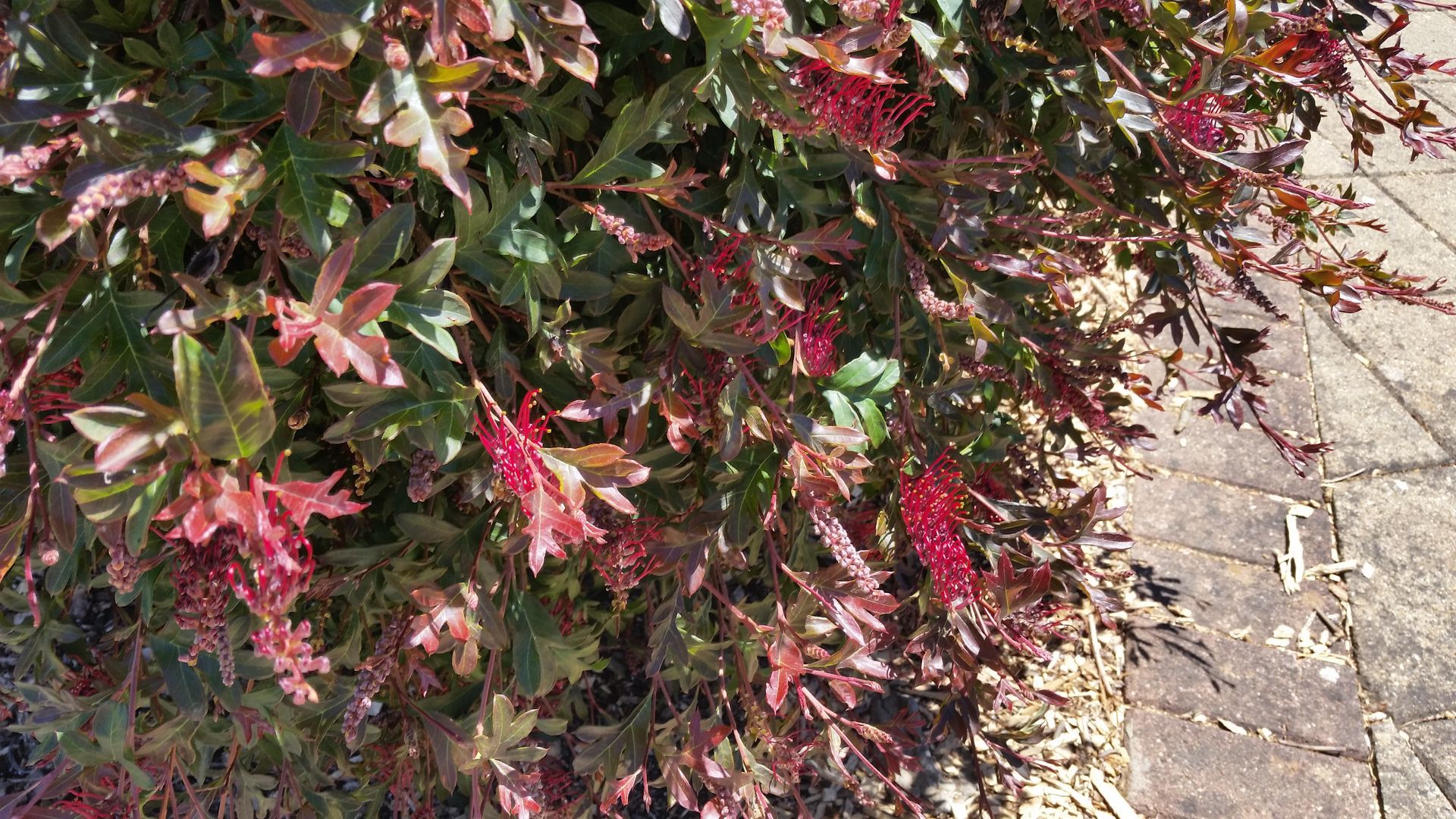 Baeckea Virgata Miniature (dwarf) in a landscaped home garden