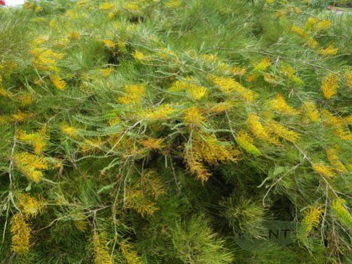 grevillea golden lyre bush
