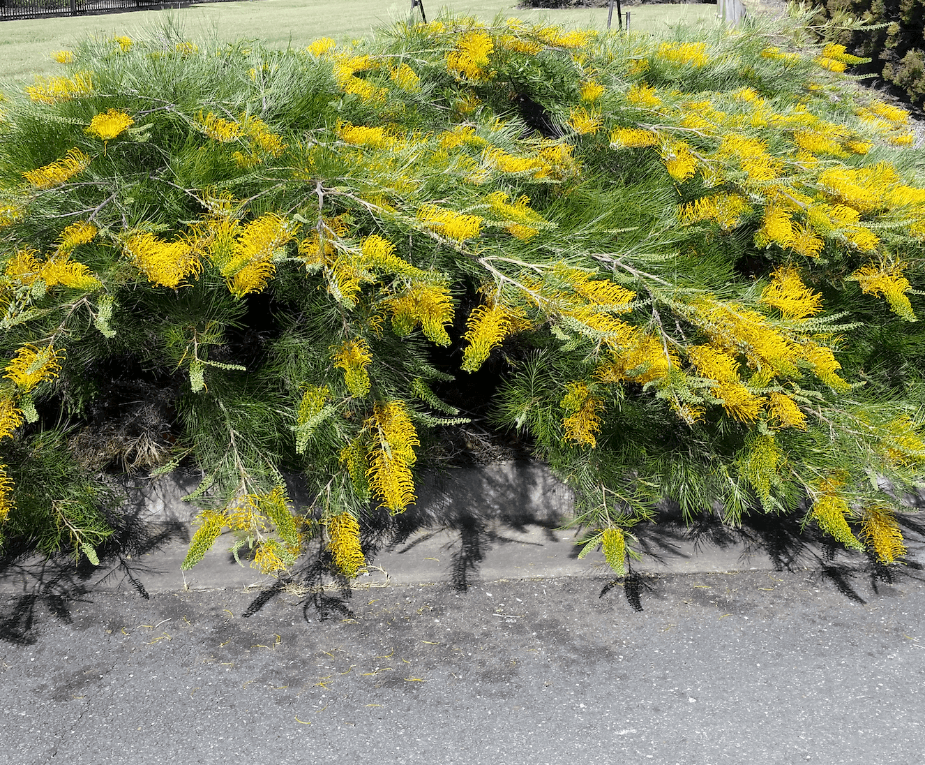 grevillea golden lyre pruned to 1M