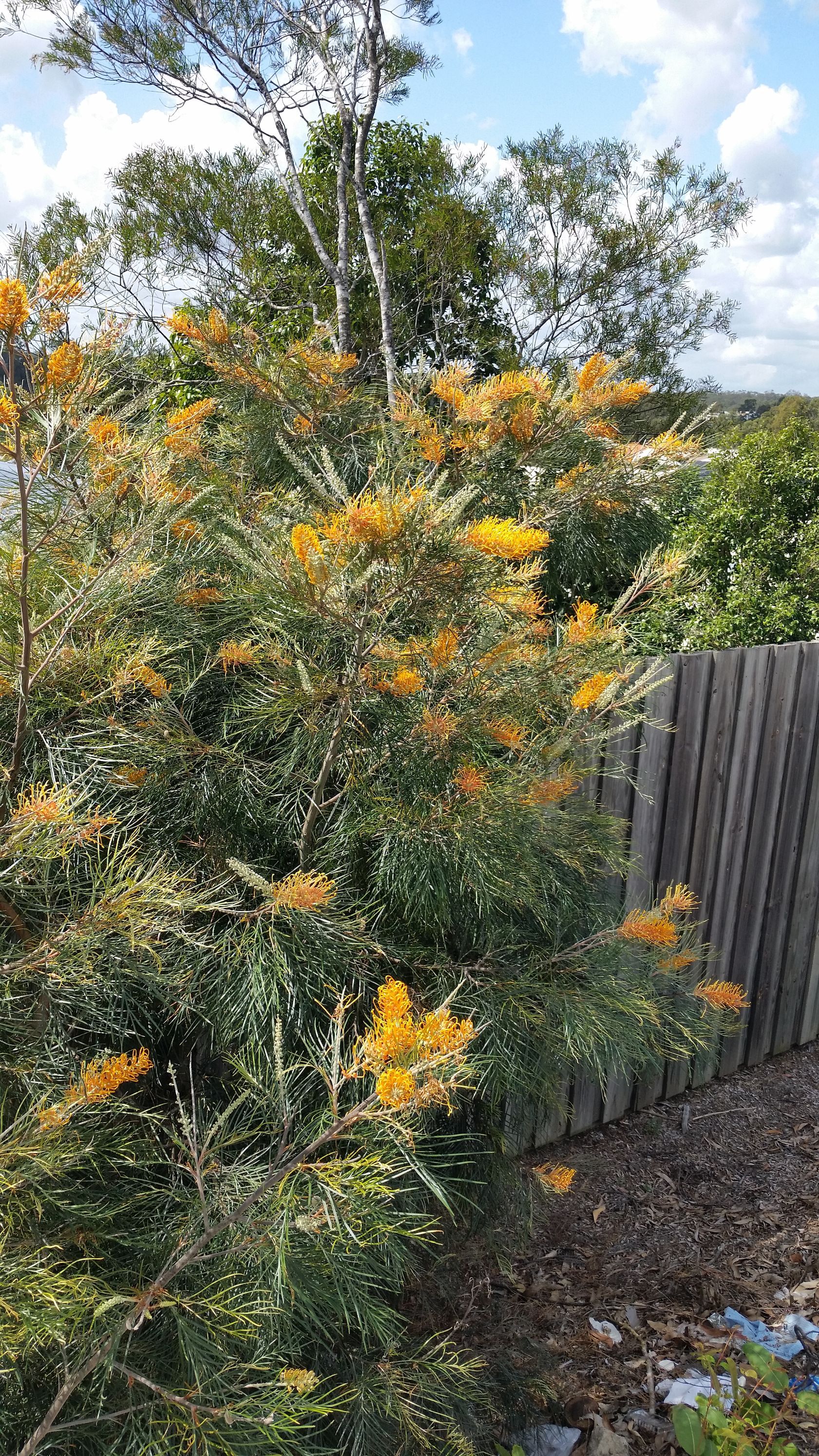 Grevillea Honey Gem