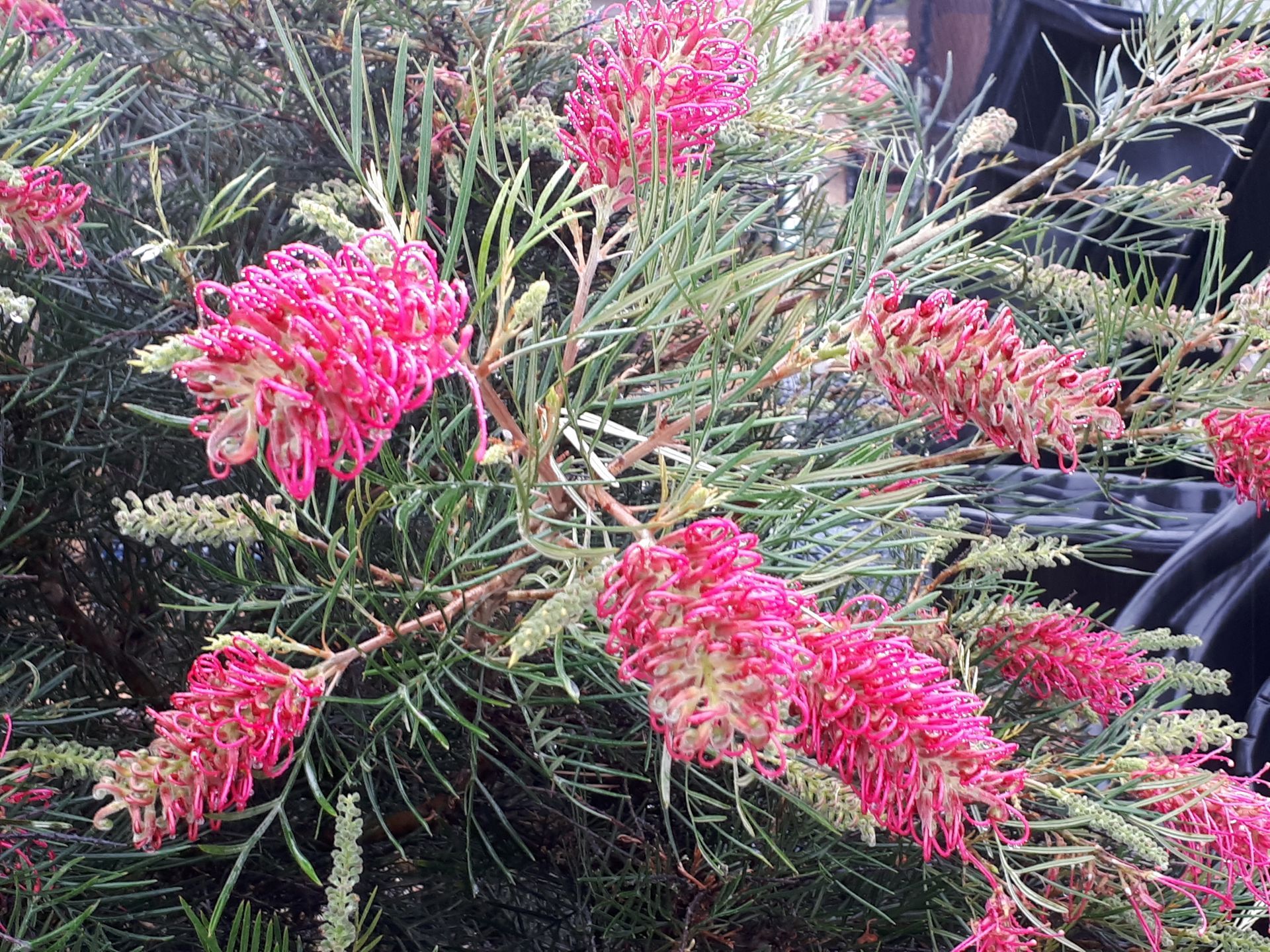 Baeckea Virgata Miniature (dwarf) flowering.