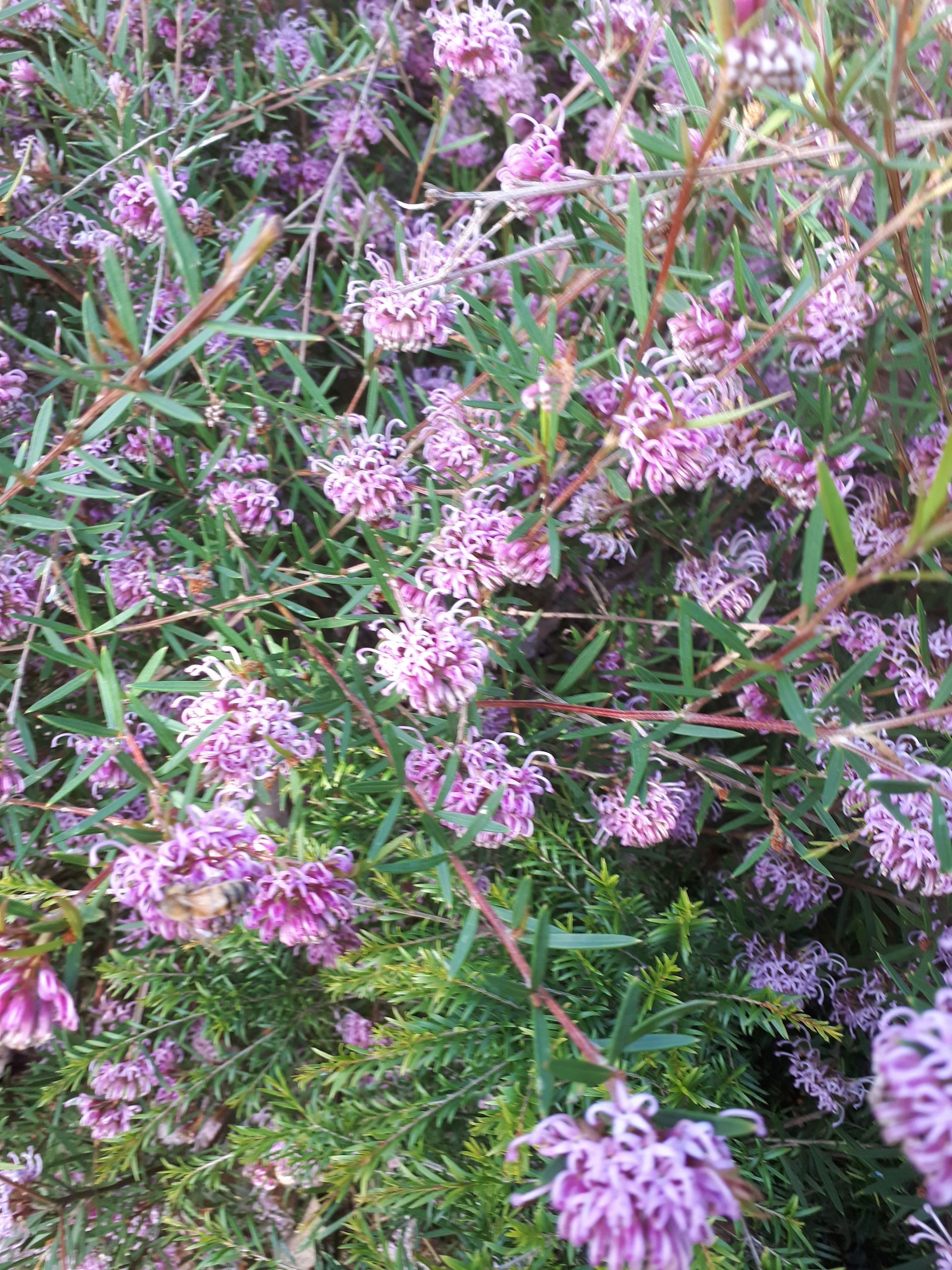 Grevillea Sericea