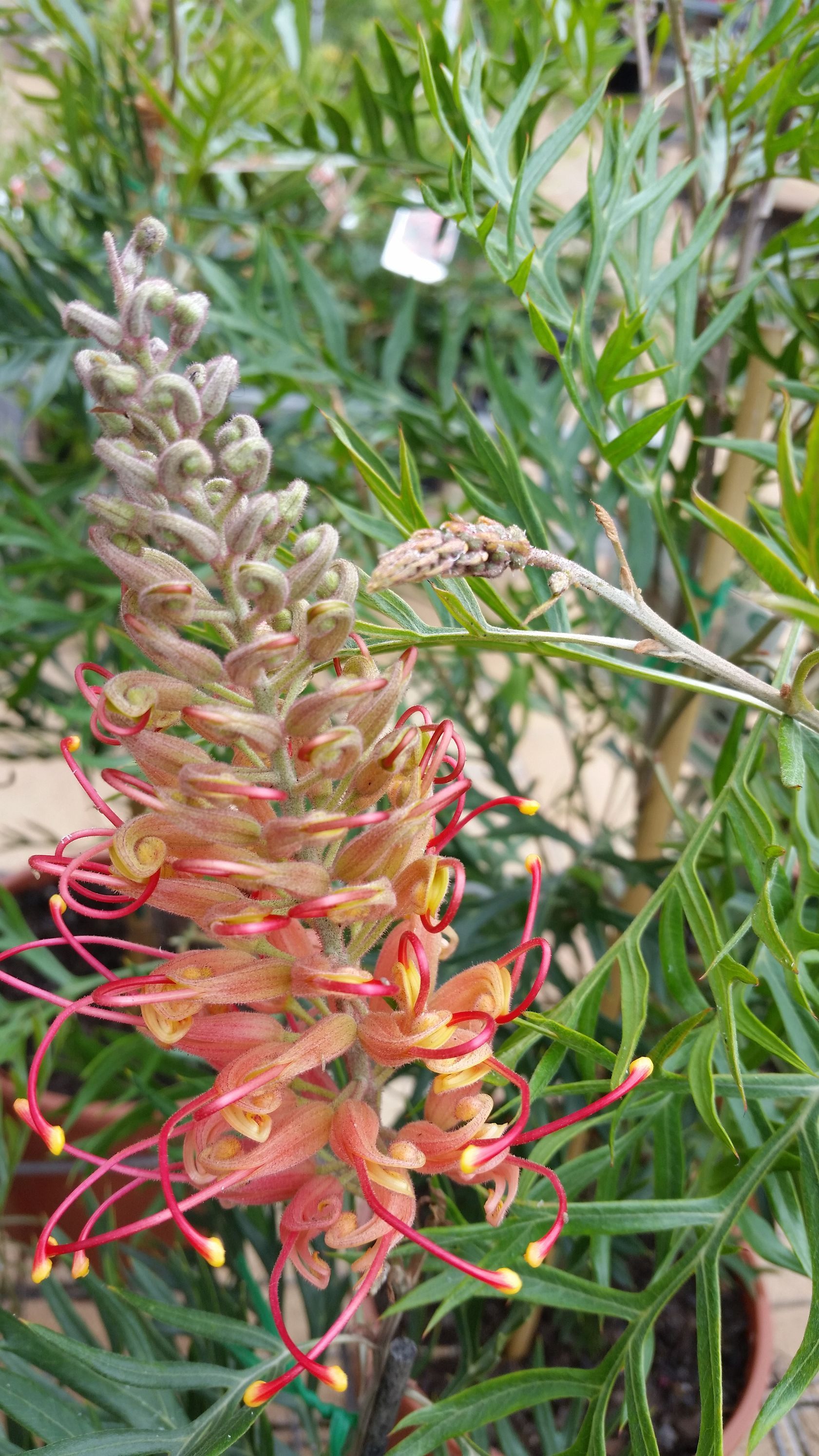 Baeckea Virgata Miniature (dwarf) in a landscaped home garden
