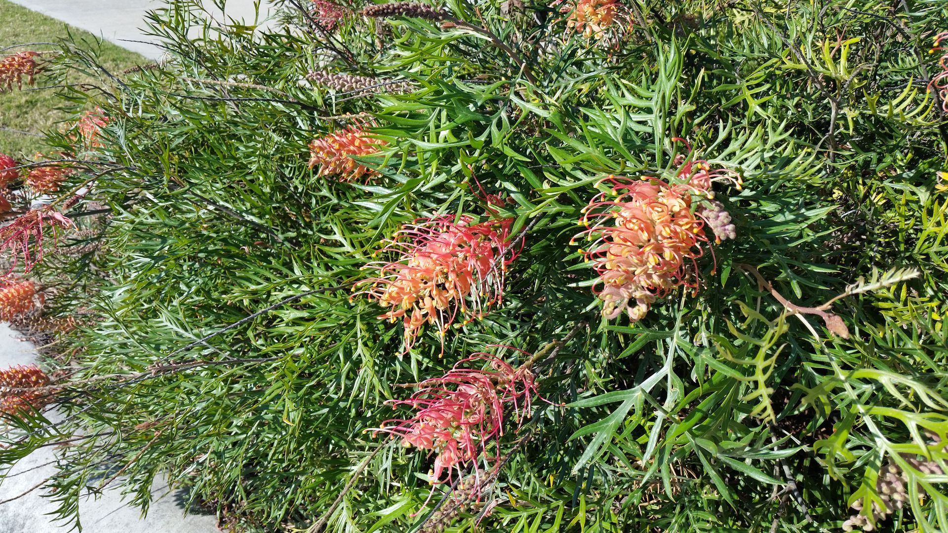Baeckea Virgata Miniature (dwarf) flowering.