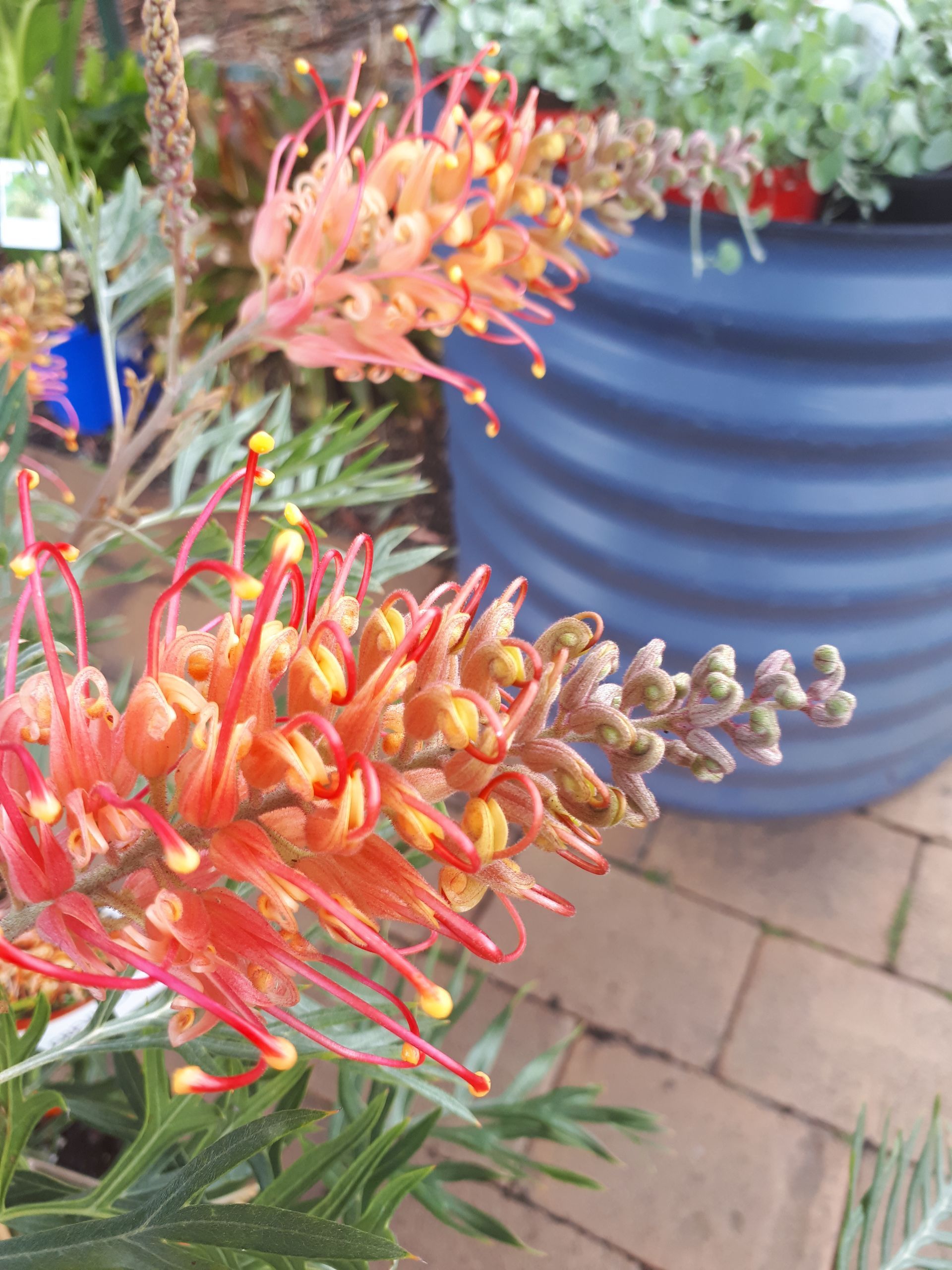 Grevillea Superb