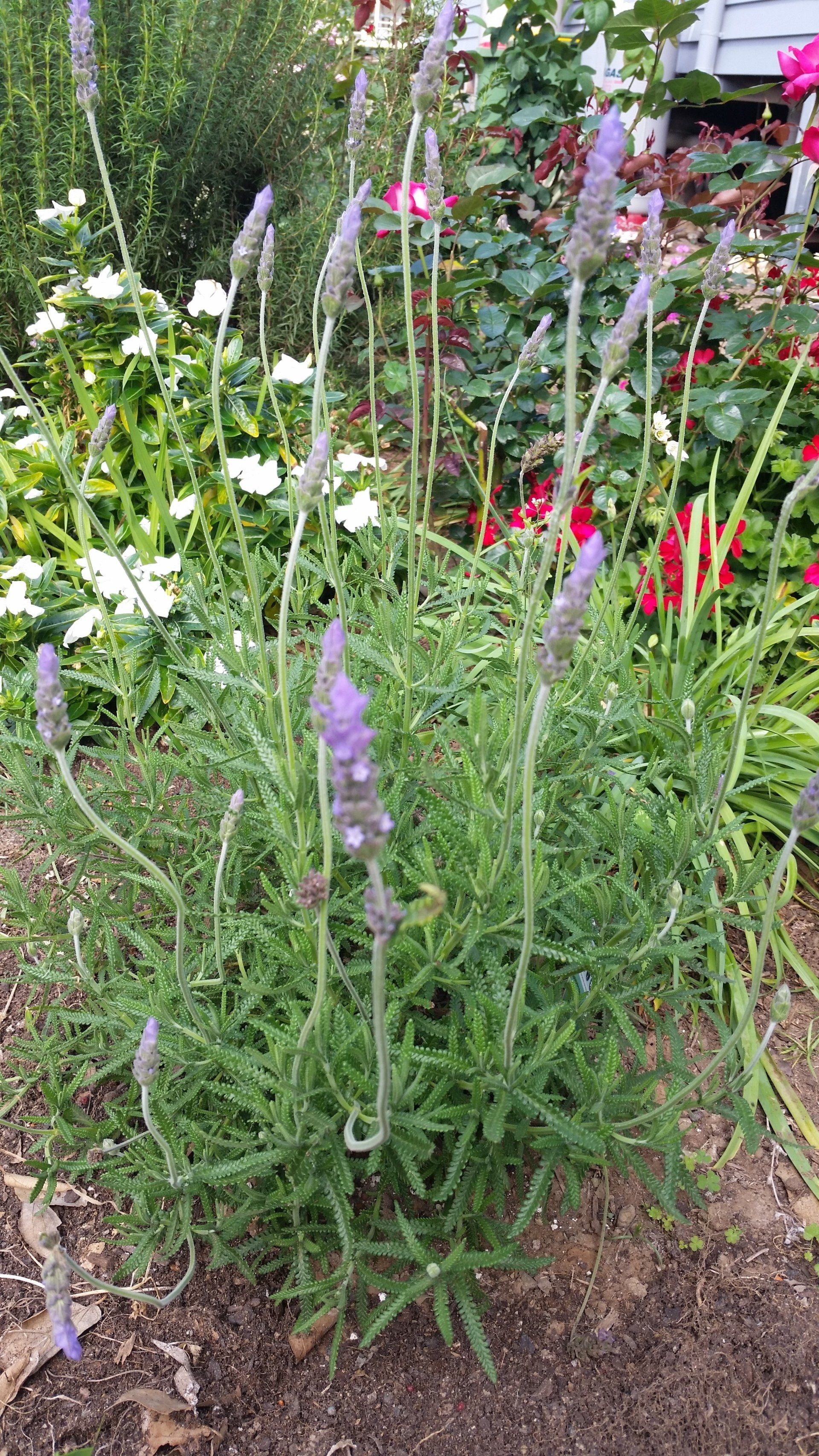 Lavandula Dentata ‘Monet’