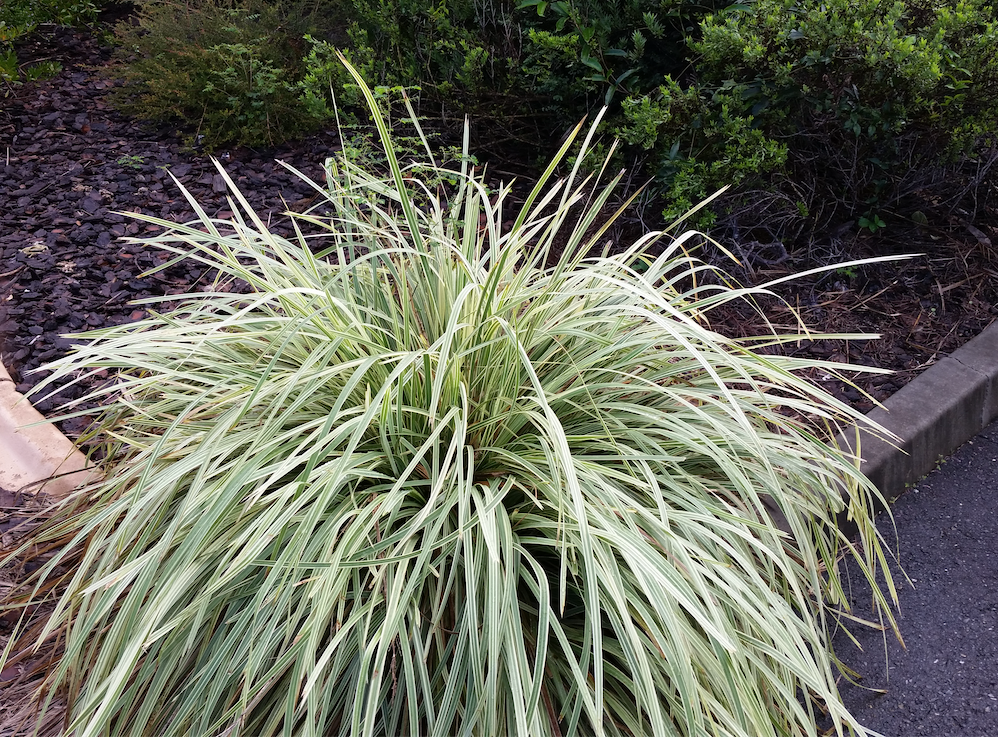 Lomandra Hystrix Lucky Stripe