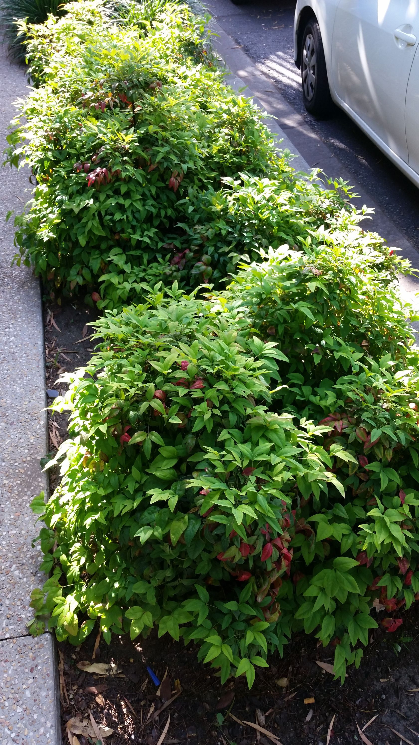 Nandina Domestica Nana