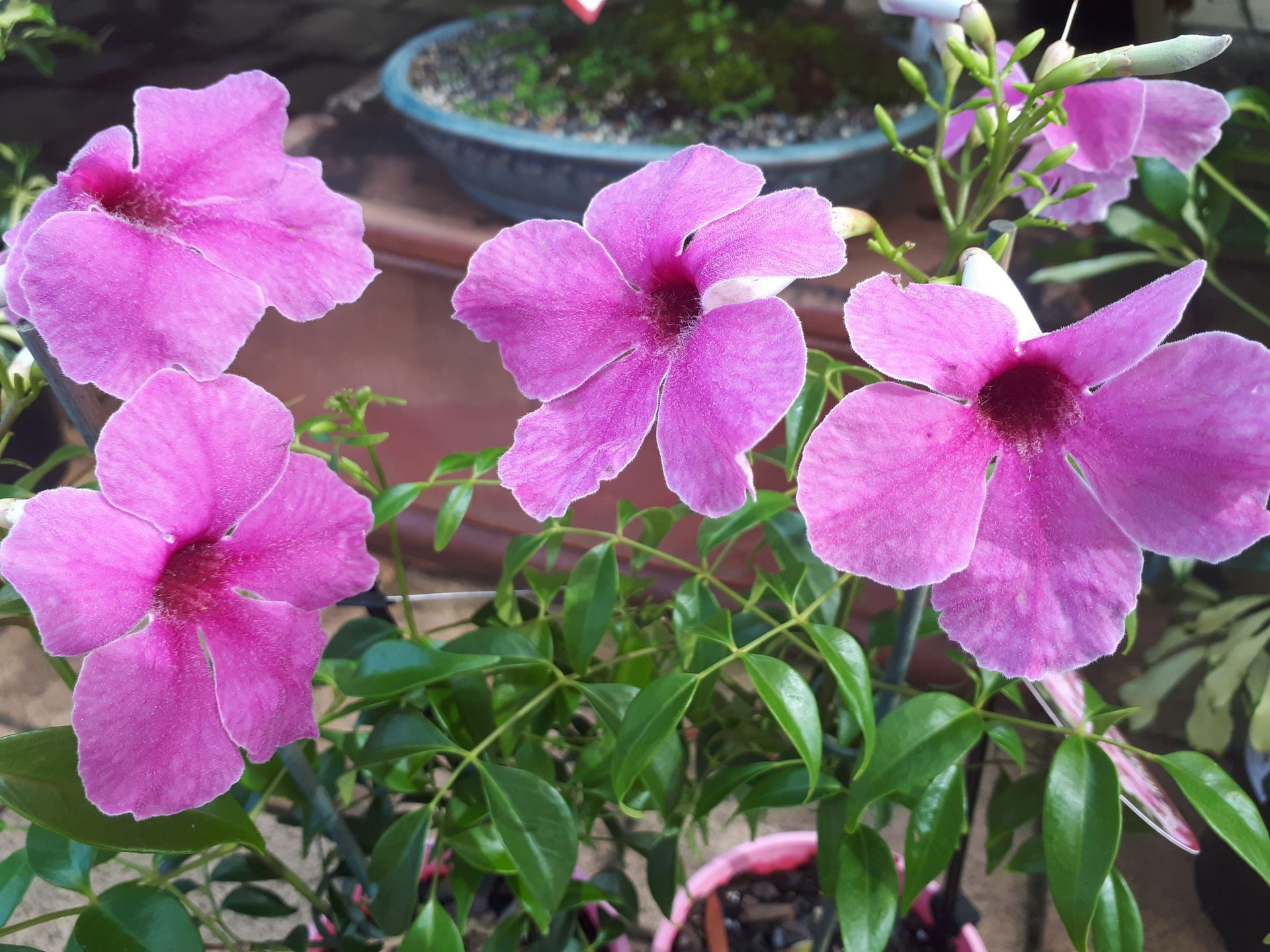 Pandorea Rosy Belles