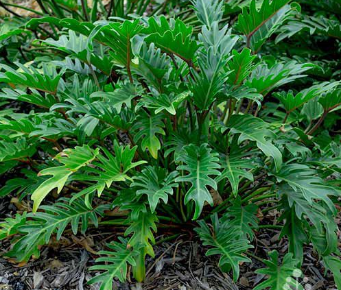 Philodendron Xanadu