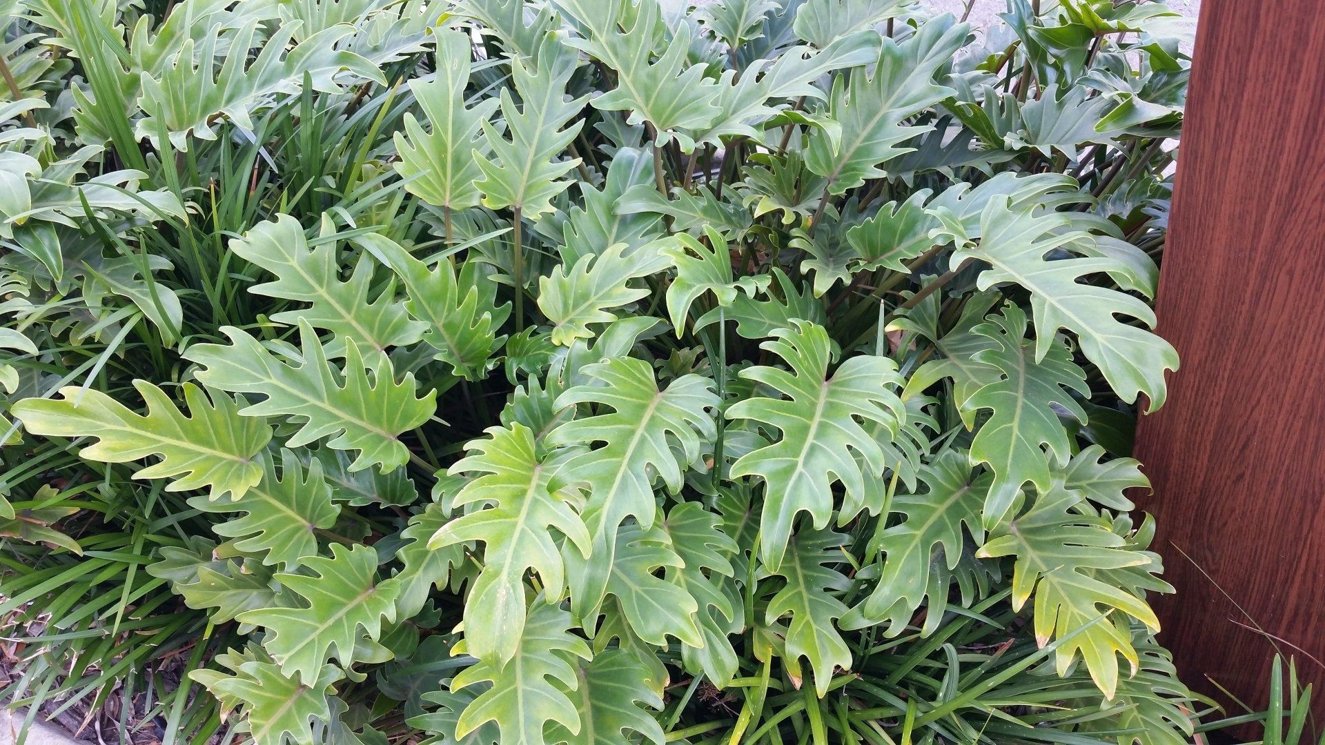 Philodendron Xanadu growing next to a fence
