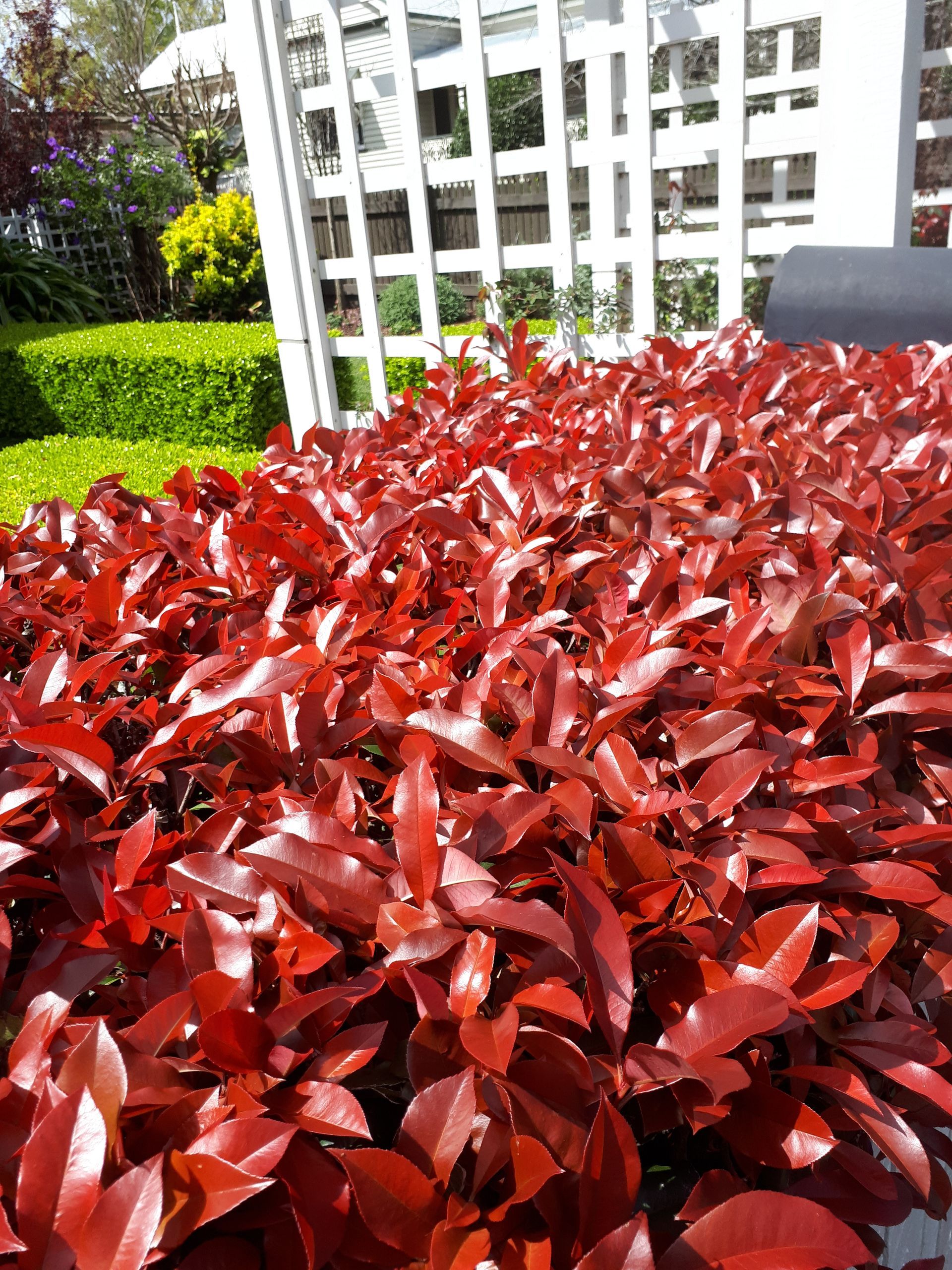 Photinia Red Robin