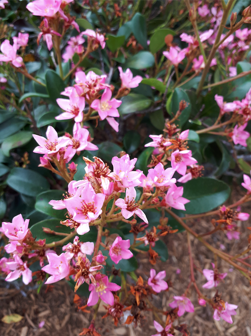 Baeckea Virgata Miniature (dwarf) flowering.