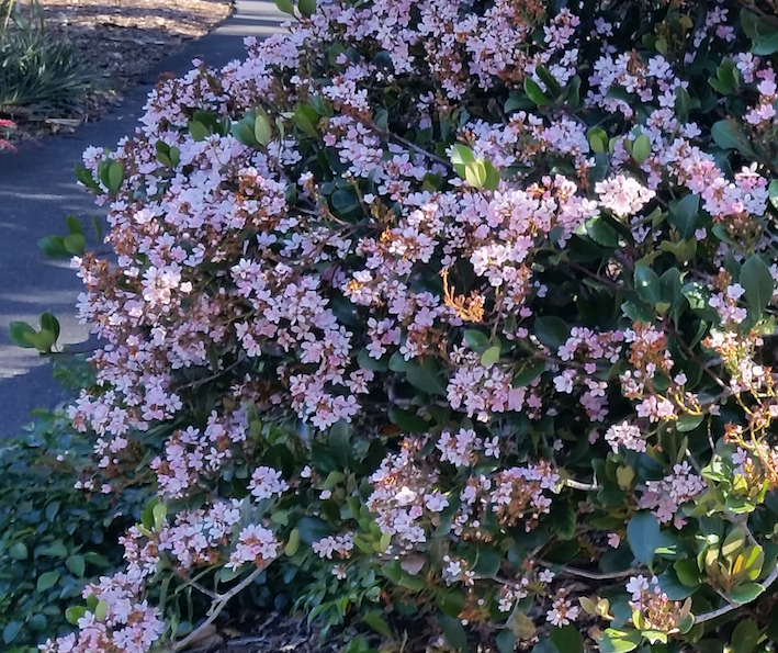 Rhaphiolepis Apple Blossom