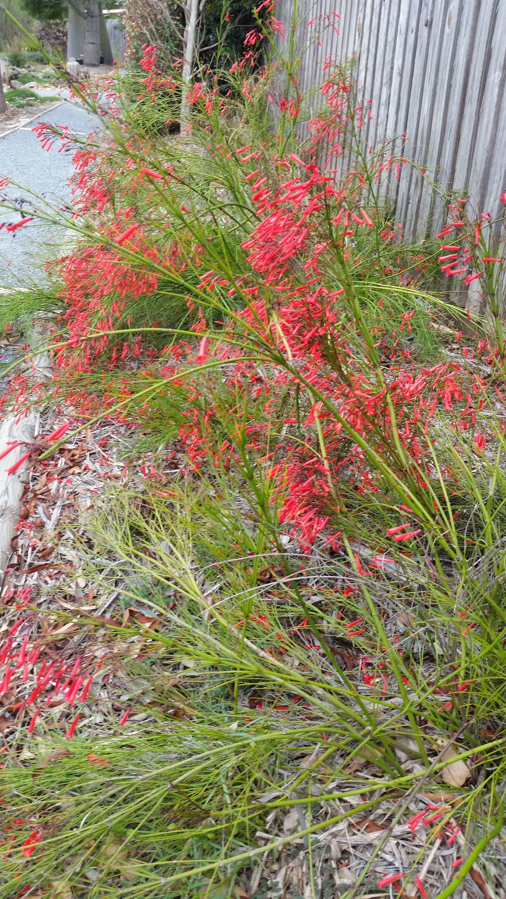 Baeckea Virgata Miniature (dwarf) flowering.
