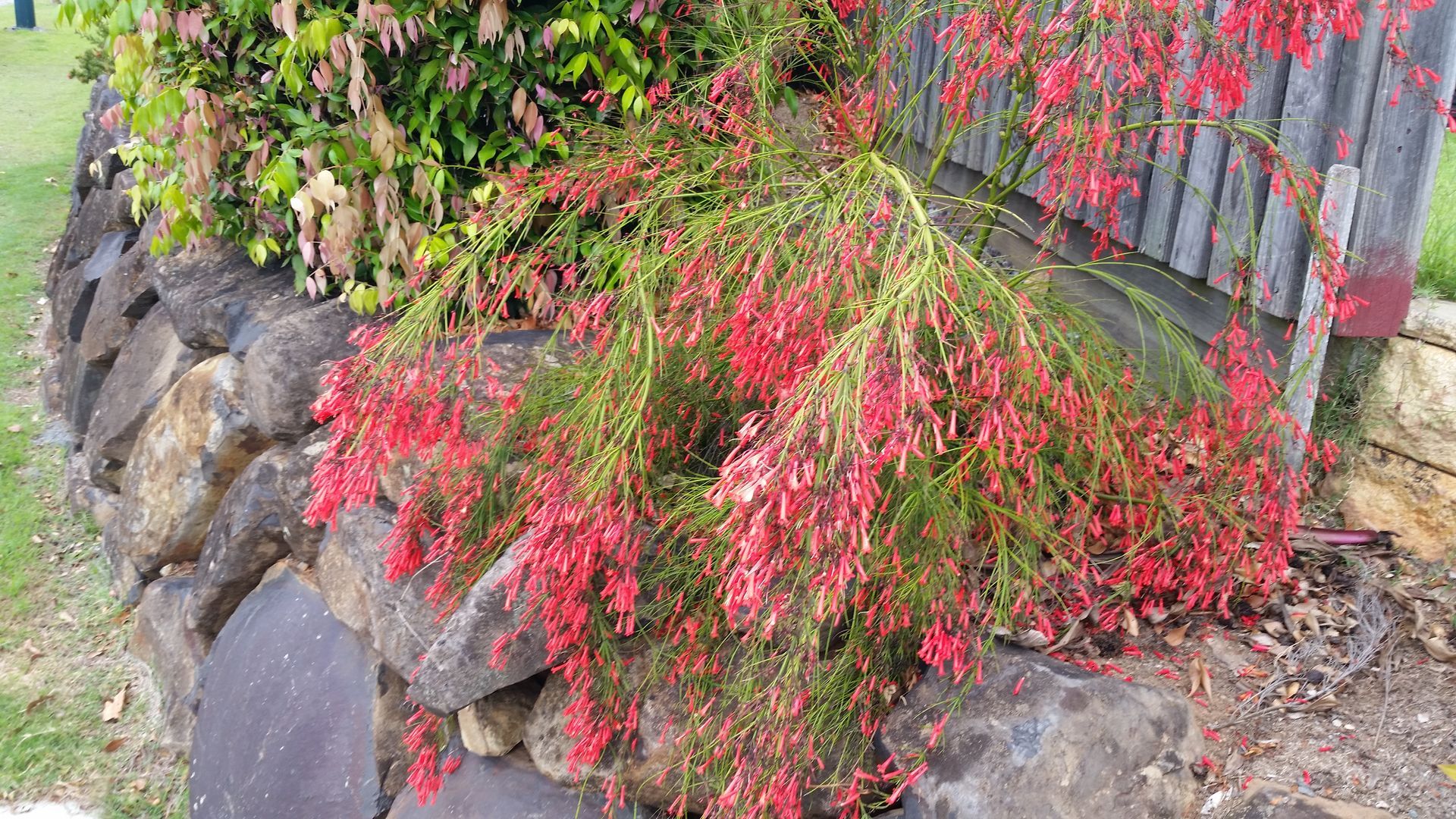 Baeckea Virgata Miniature (dwarf) in a pot plant