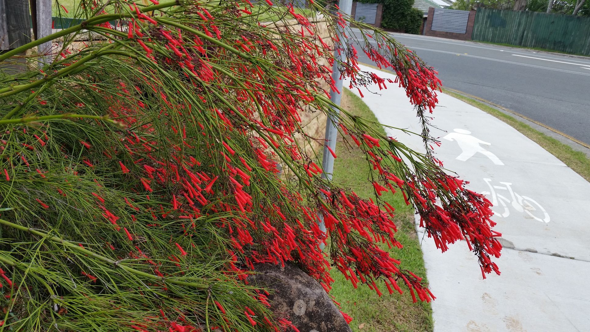 Baeckea Virgata Miniature (dwarf) in a landscaped home garden