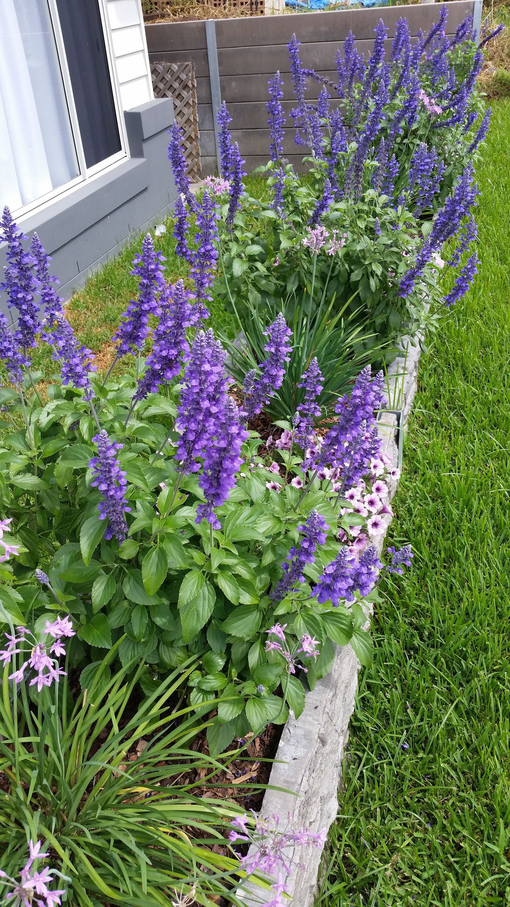 Baeckea Virgata Miniature (dwarf) in a landscaped home garden