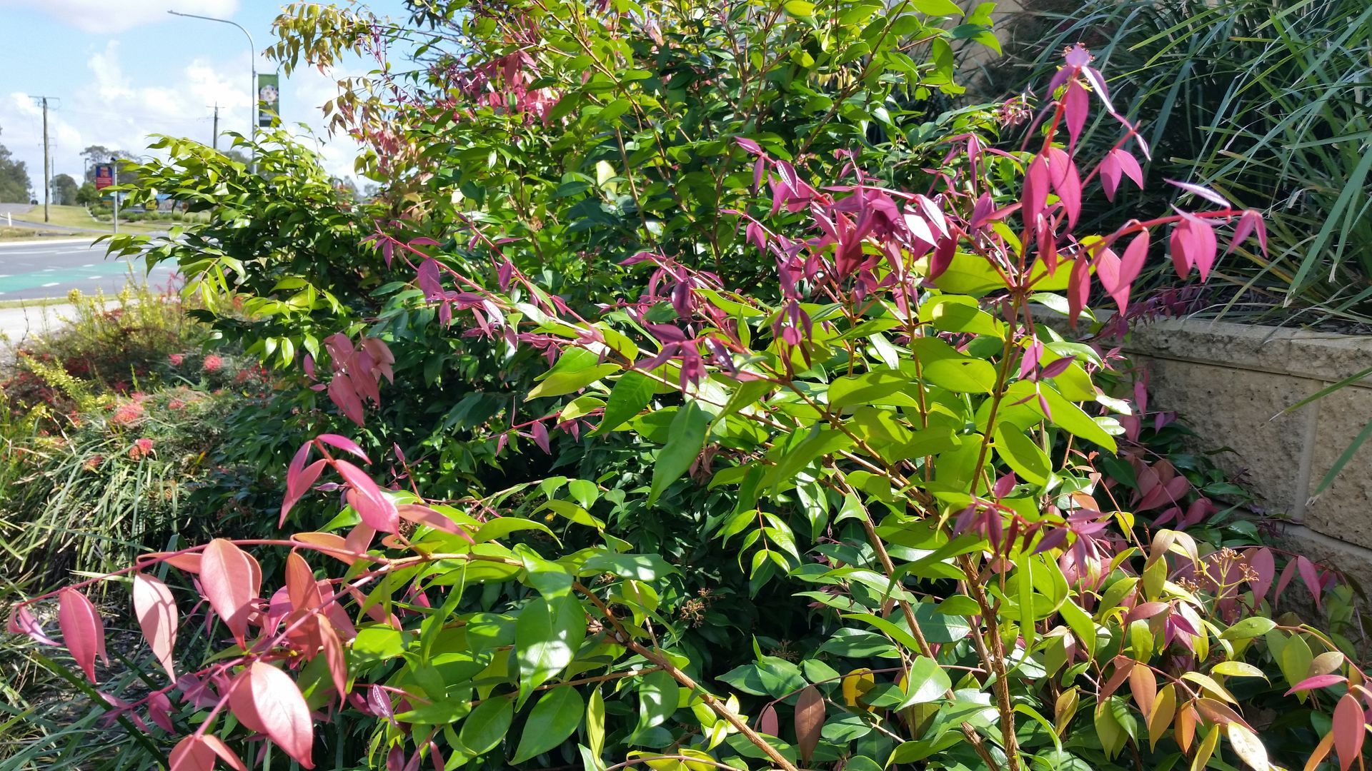 Syzygium Cascade