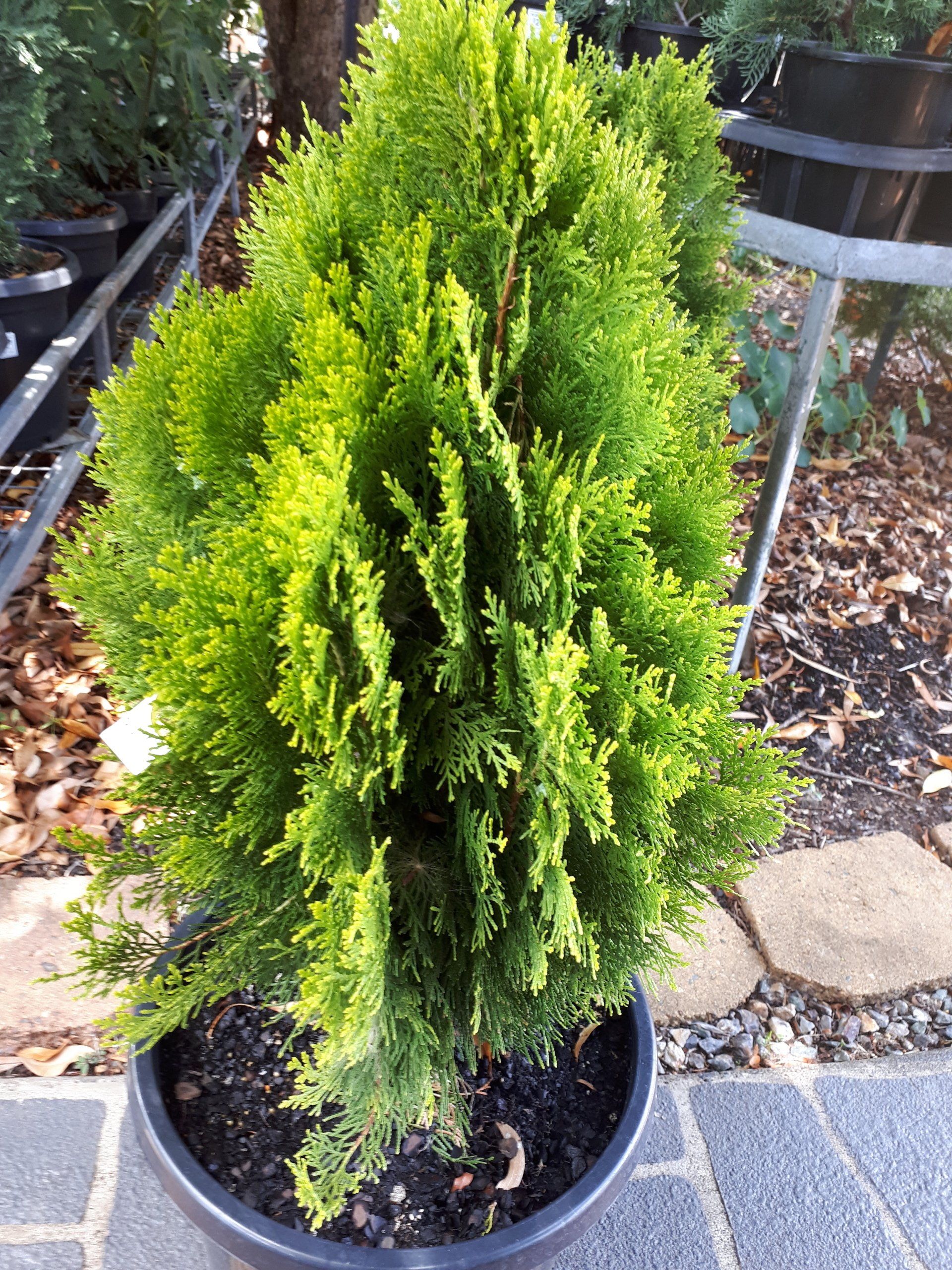 Baeckea Virgata Miniature (dwarf) in a pot plant
